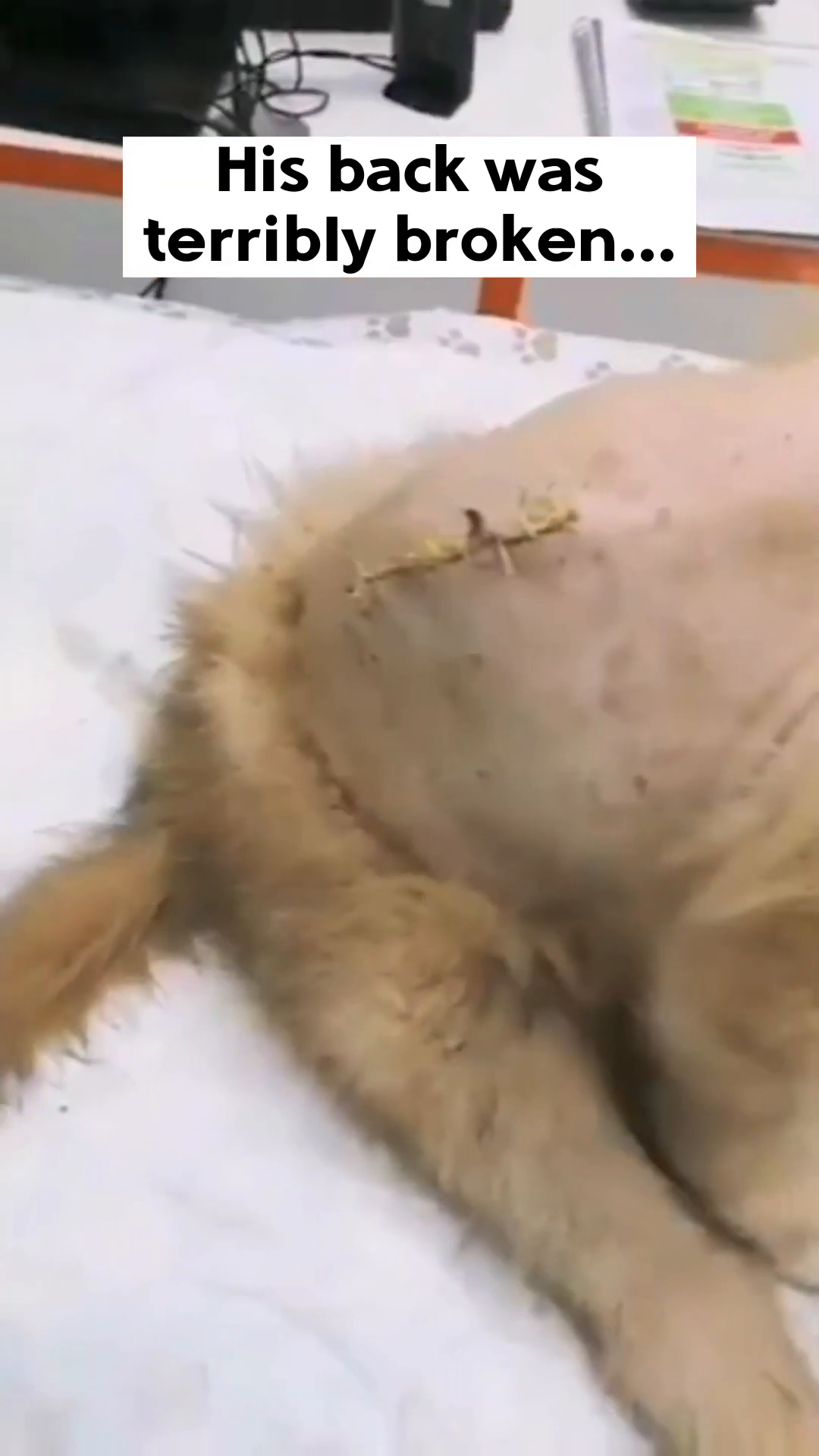 Close-up of a puppy's back showing surgical staples and shaved fur, indicating a serious injury.