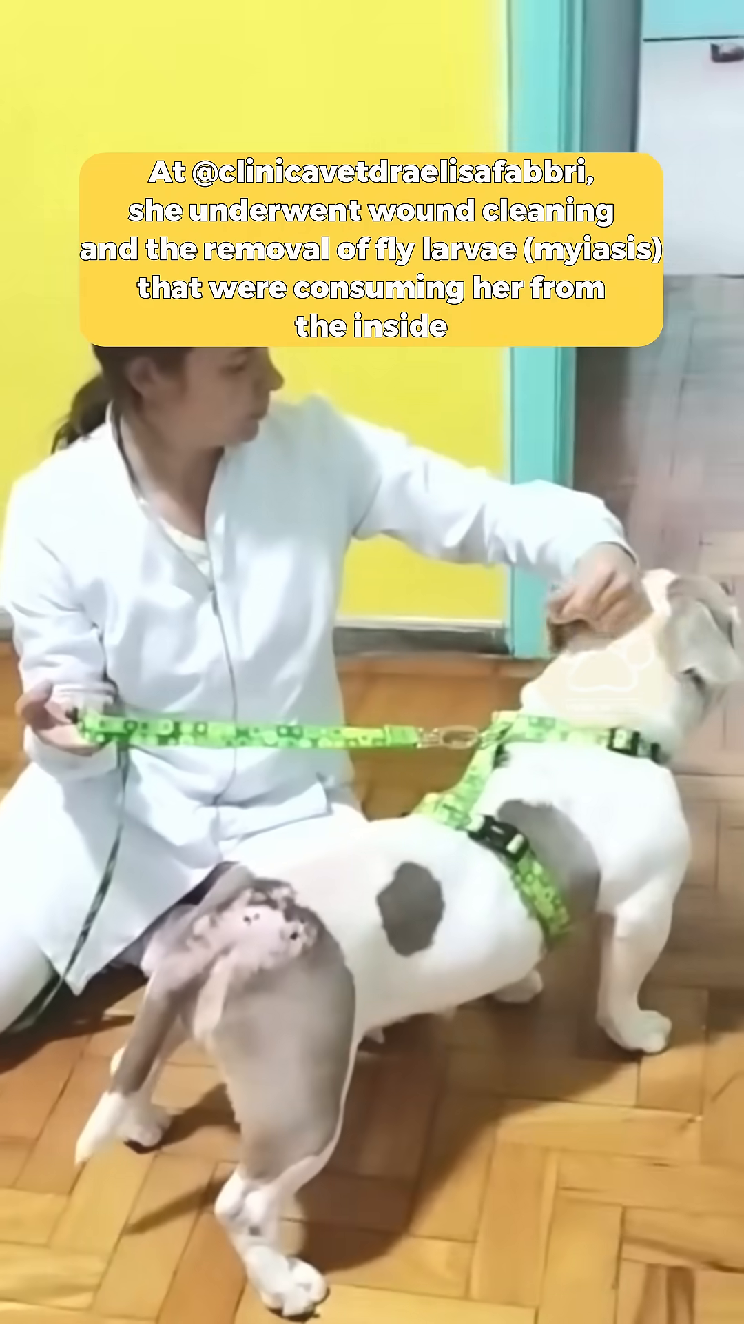 A dog is being examined by a veterinarian.