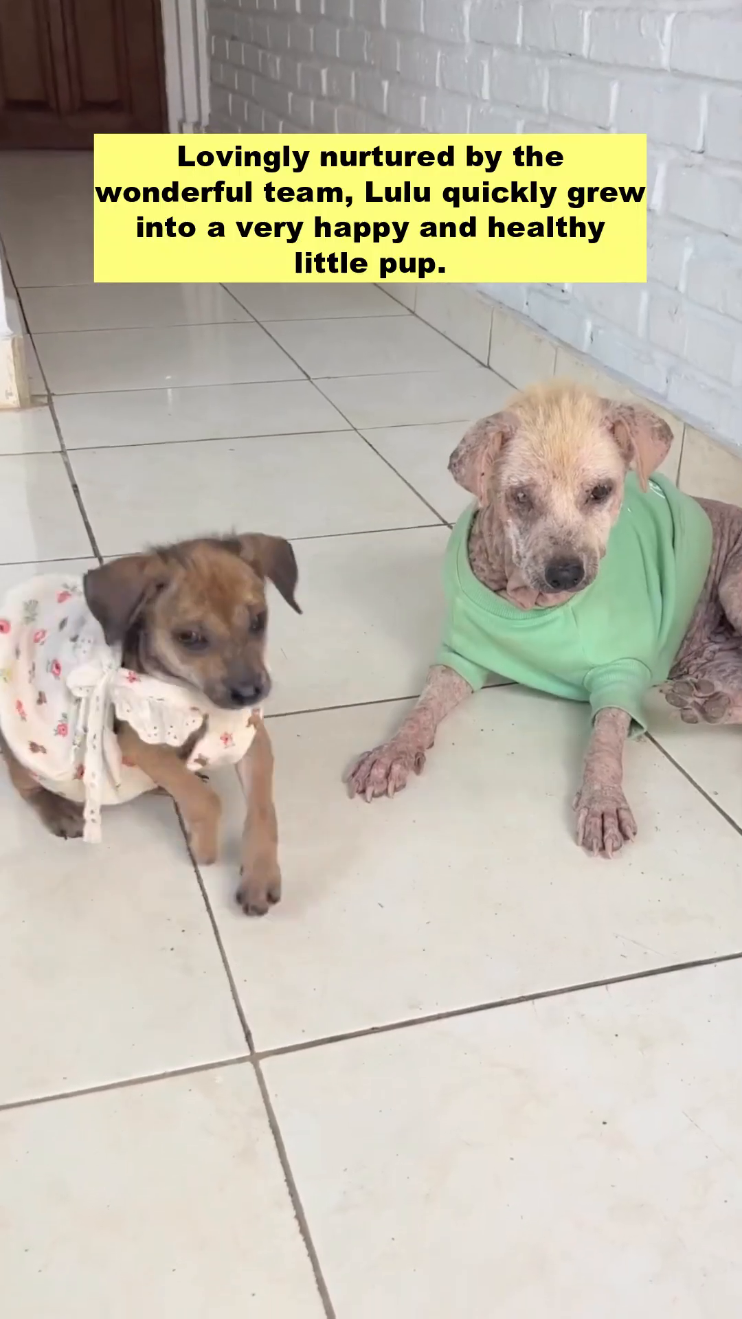 Two puppies, one wearing a floral dress and the other a green shirt, interact on a tiled floor.