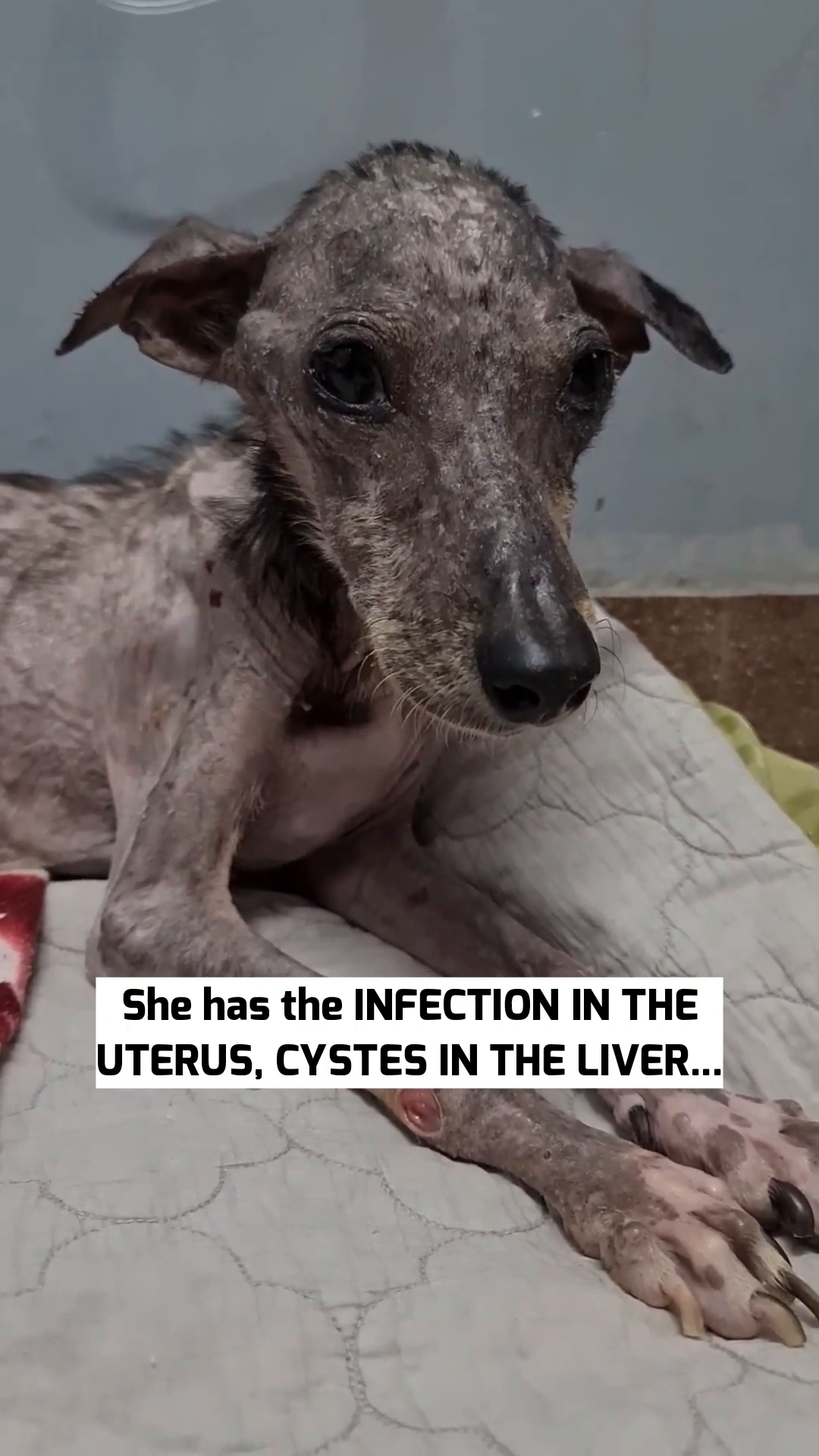 Angela is shown sitting up, looking frail, with visible ribs and a gaunt appearance.