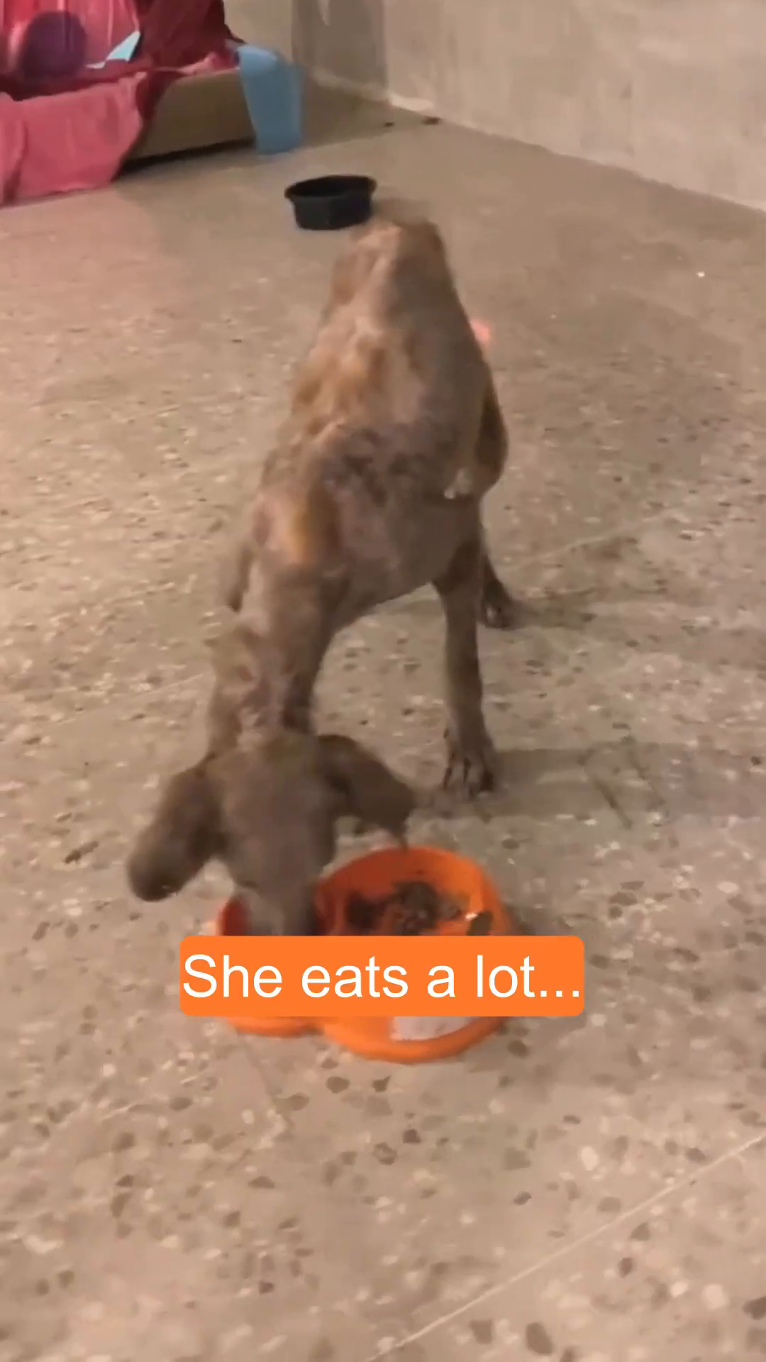 A thin dog eagerly eats from an orange food bowl.