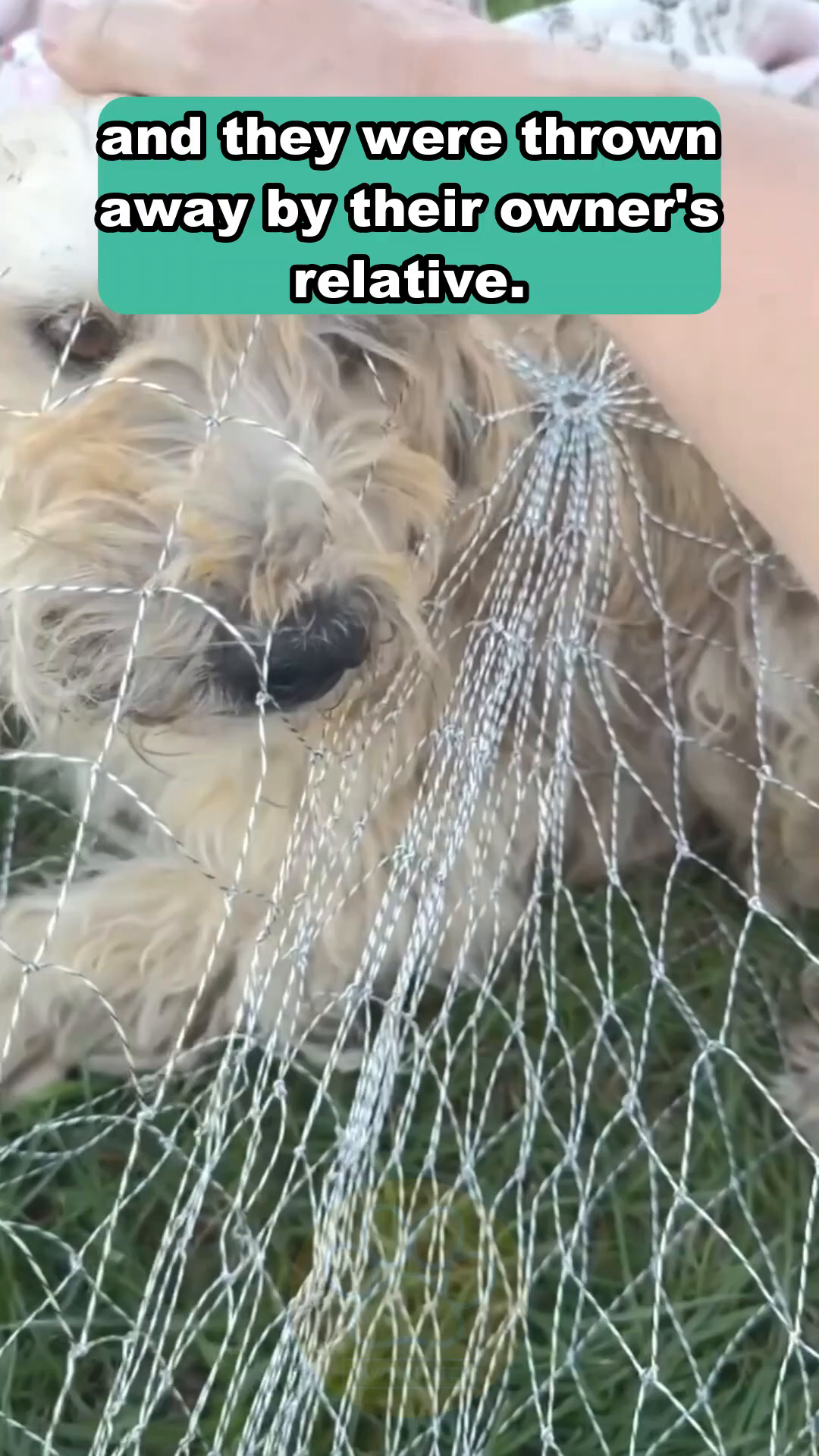 A close-up of the dog's face, showing its matted fur and tired eyes, with a hint of ticks visible.