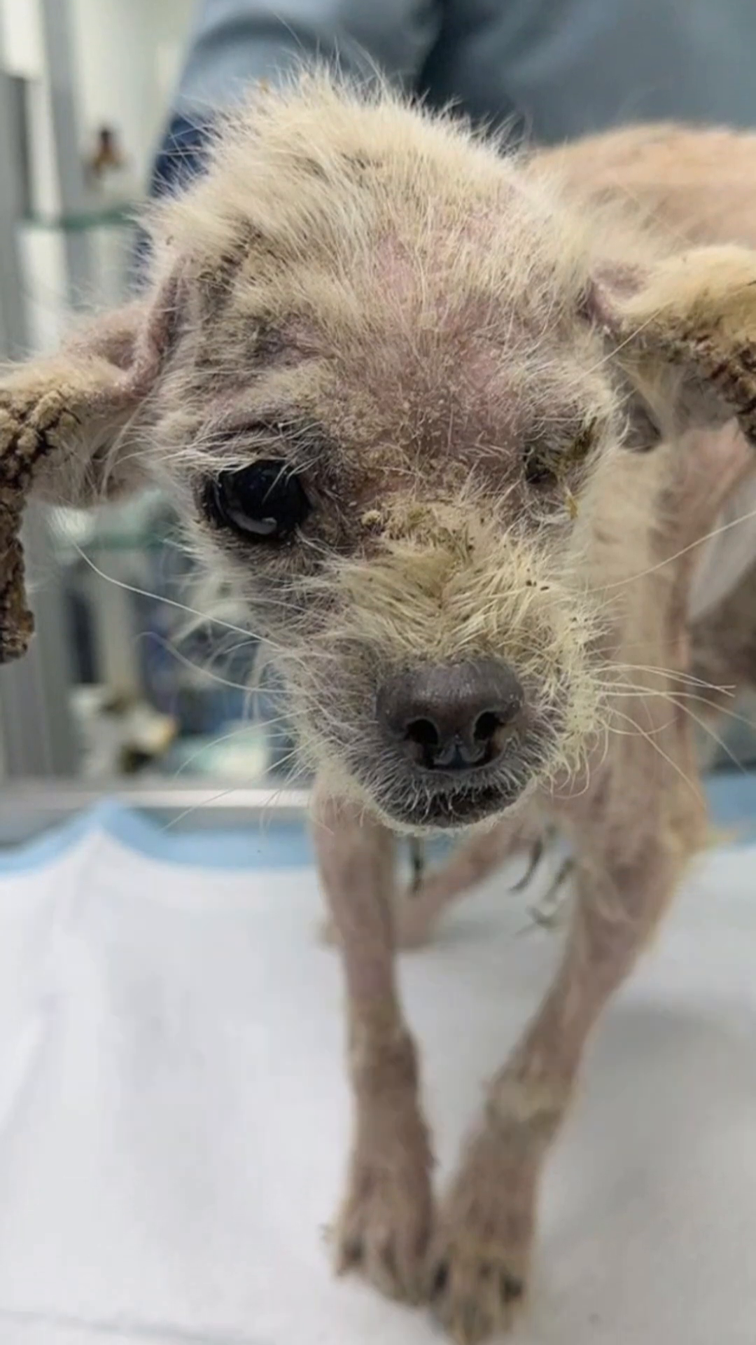 Tootie standing weakly on a medical table, her thin frame evident, with medical equipment nearby.