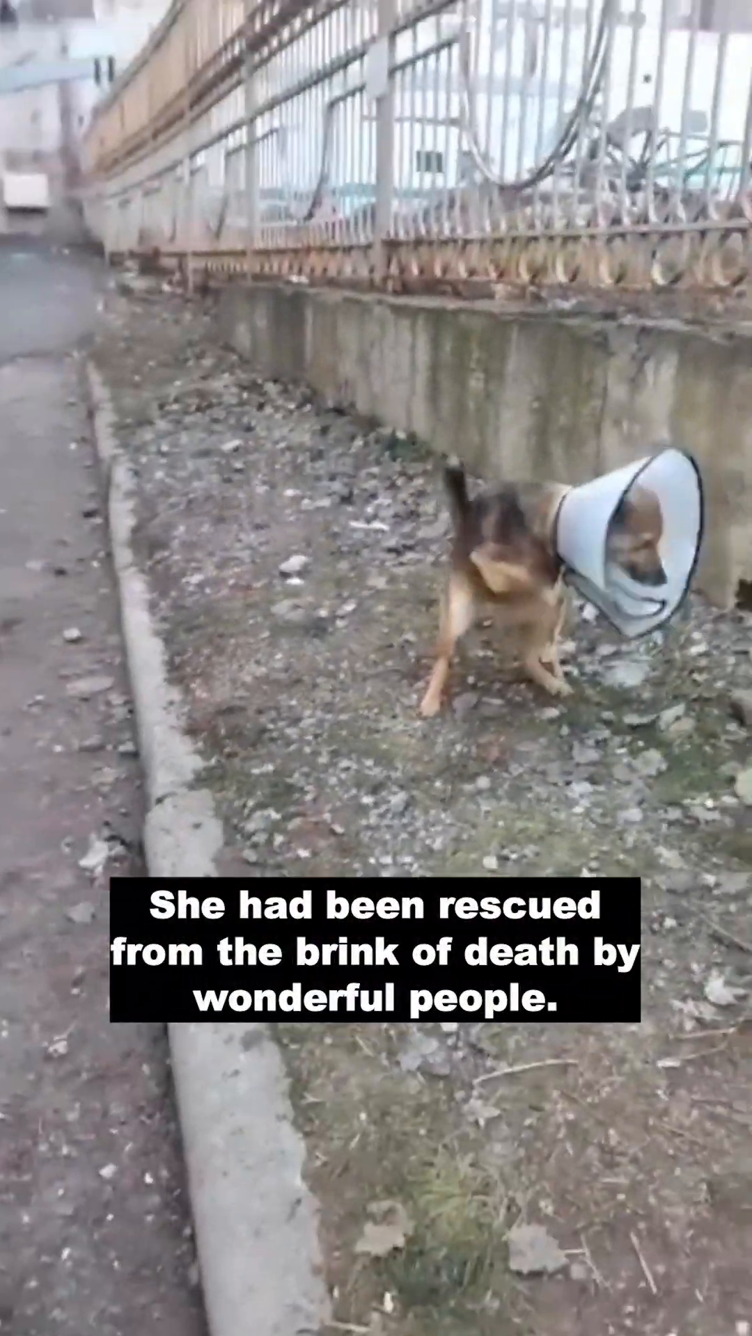 A dog wearing a cone of shame, looking tired but recovering after surgery.
