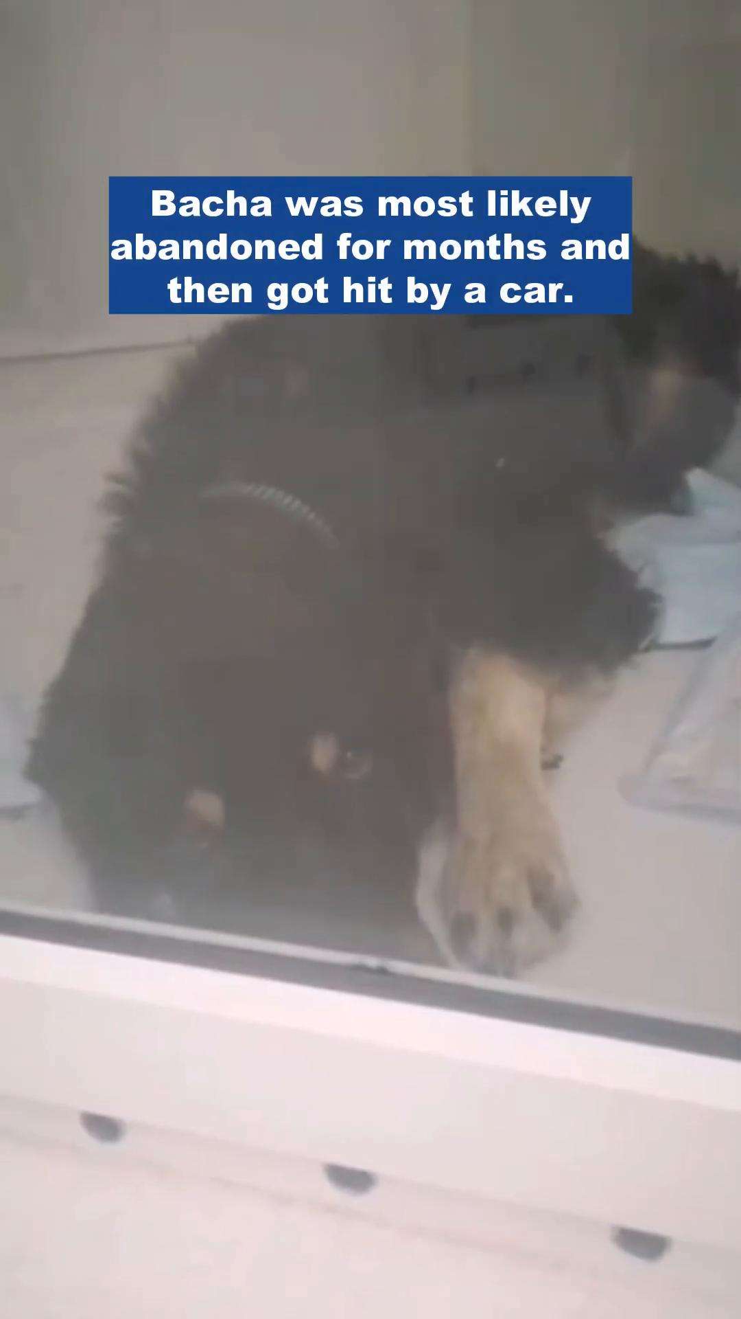 A person gently tending to the dog, who appears to be in a recovery setting, possibly a clinic.