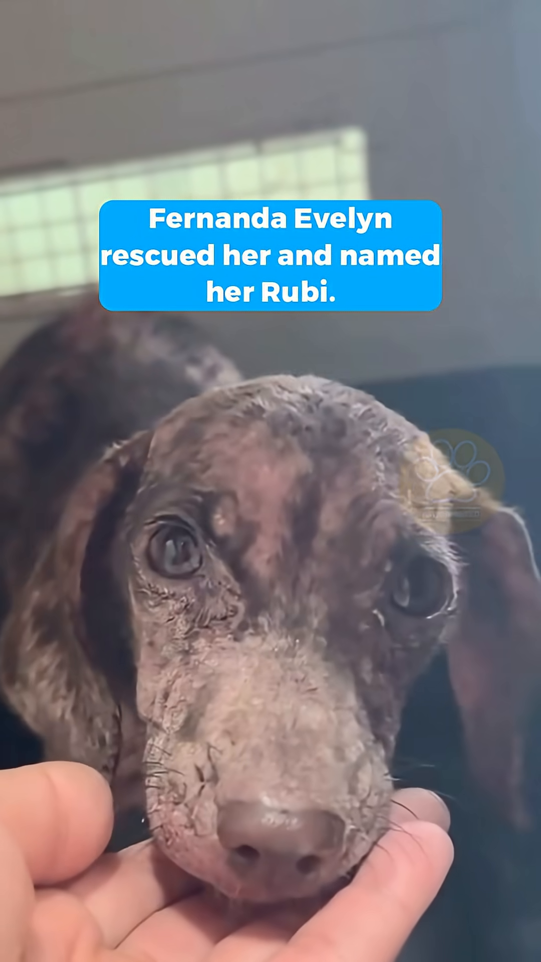 The puppy, looking healthier, is being petted.