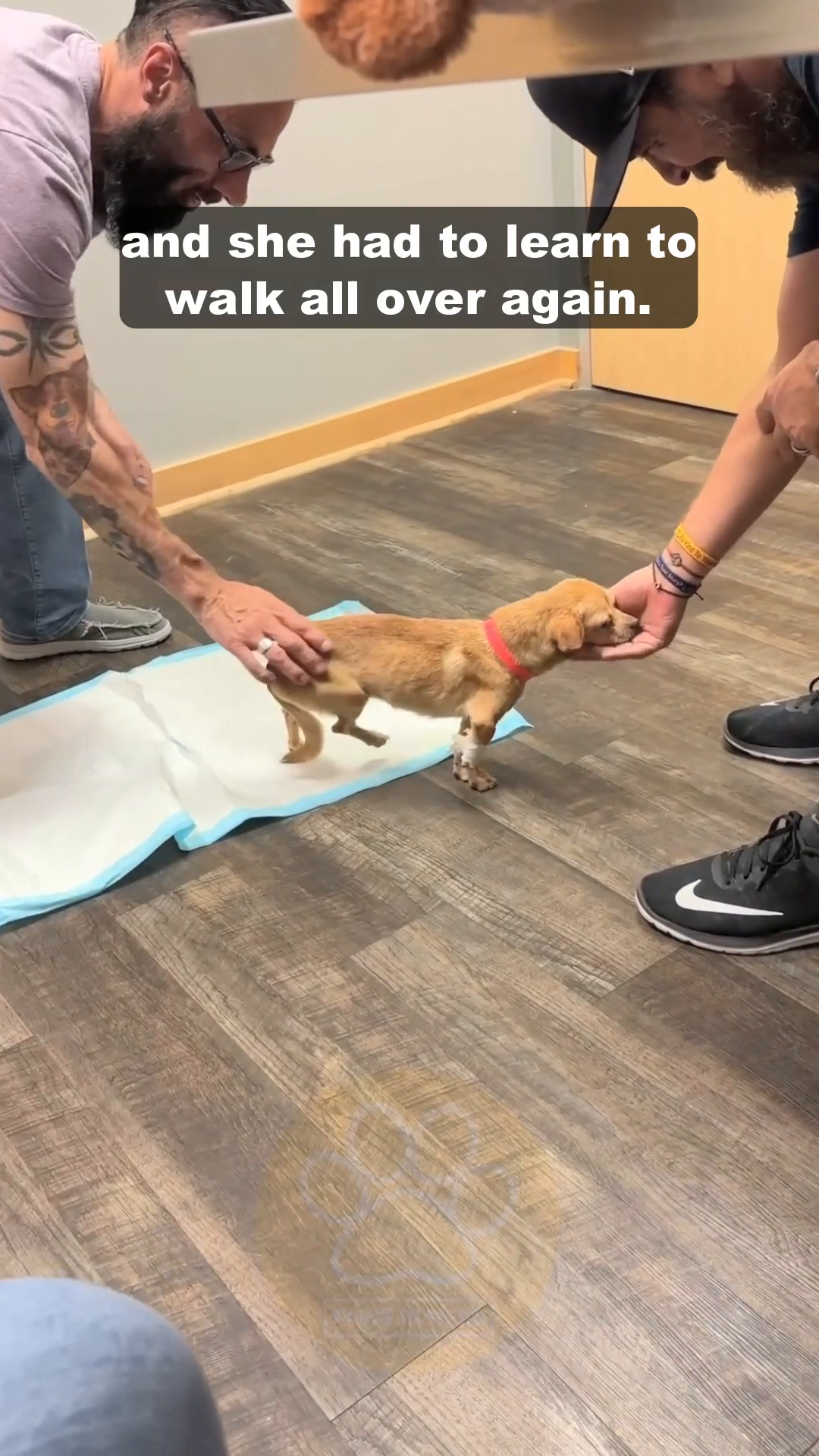 A man is gently holding a very thin tan dog, supporting its body as it stands on a white pad.