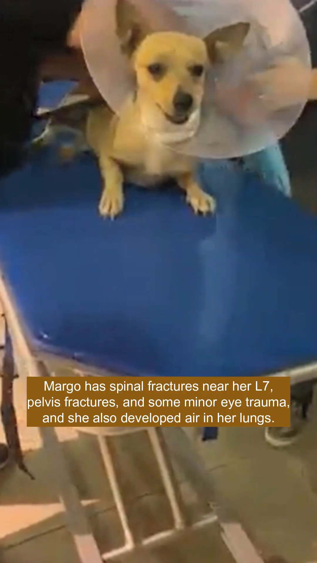 A dog wearing a clear medical cone lies on a blue examination table, looking alert.