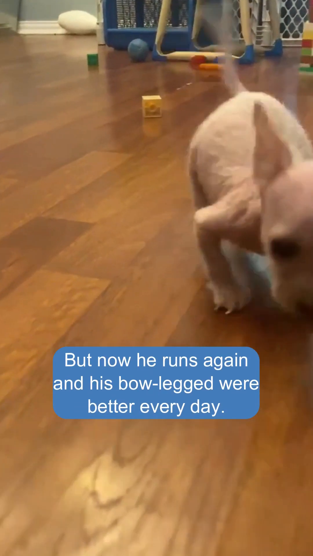 A small, pinkish puppy is playing with a toy on a wooden floor, looking energetic.