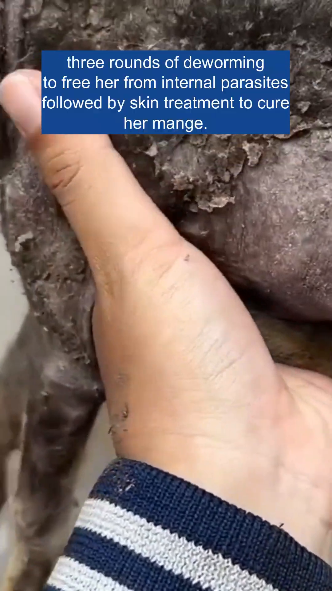 A person's hand gently holds the head of the sick puppy, showing care and affection.