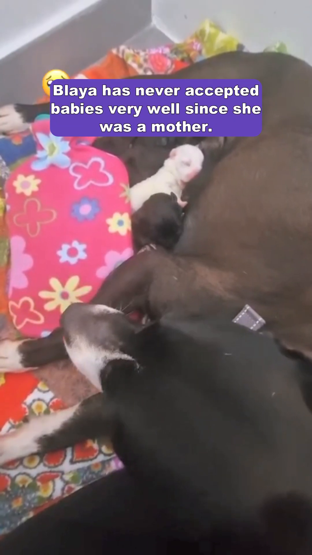 A mother dog, Blaya, rests with three tiny puppies nestled against her.