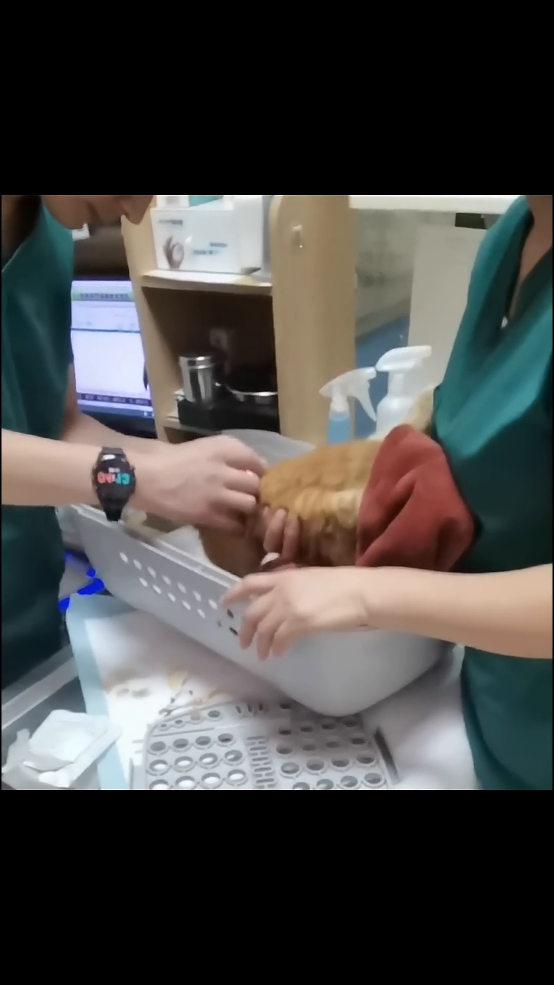A veterinarian gently holding the ginger cat, wrapped in a red blanket.