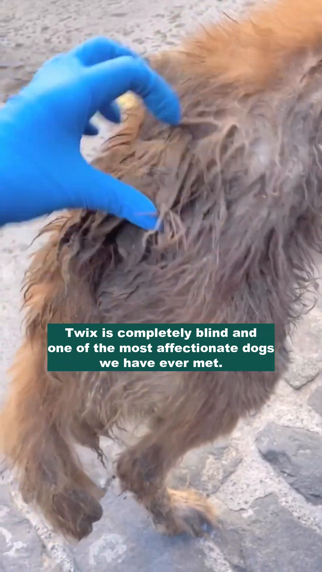 A close-up of the dog's face, showing its cloudy eyes, with a person gently petting it.