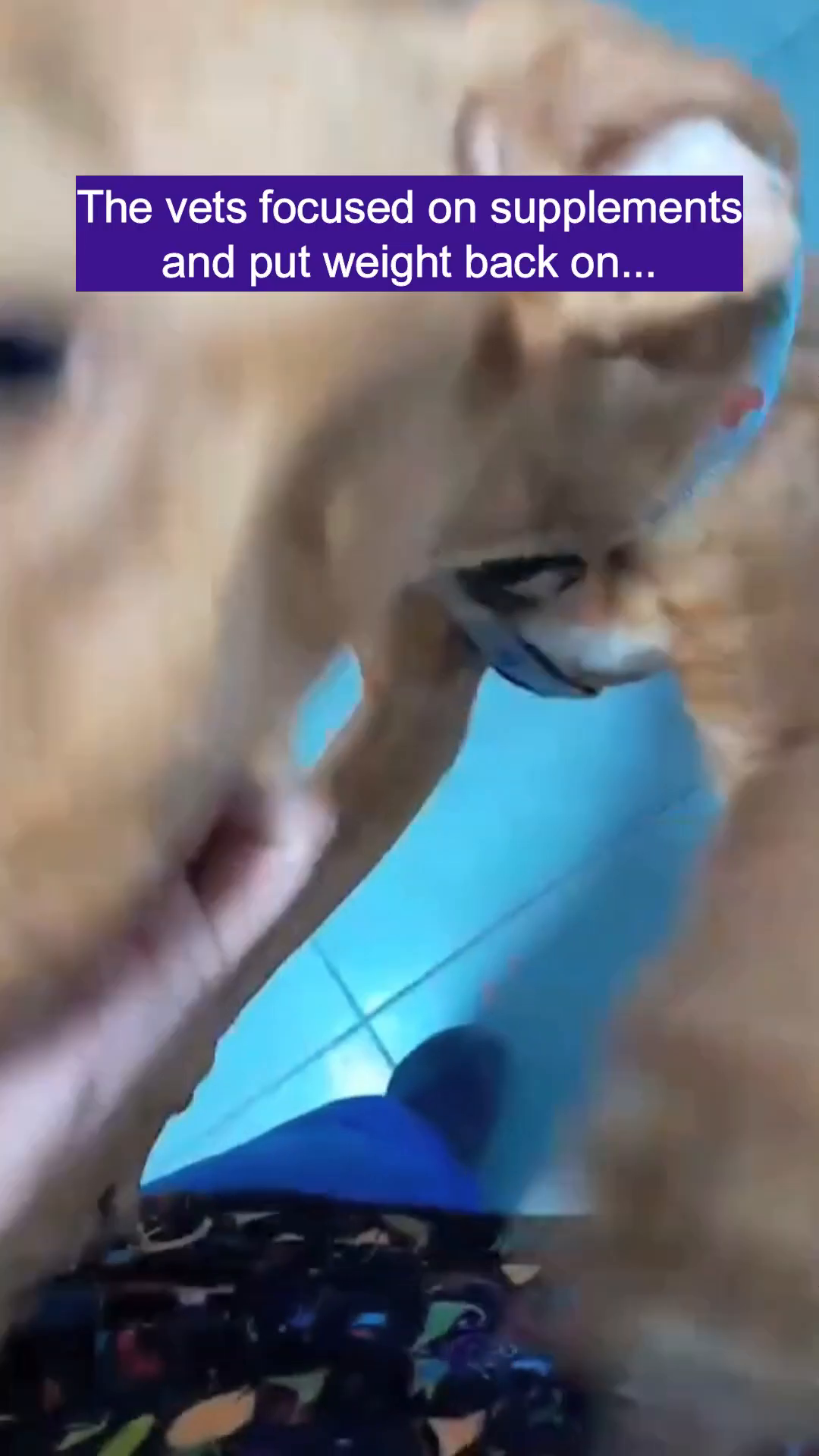 A close-up of a brown dog's face as a hand gently pets its head.