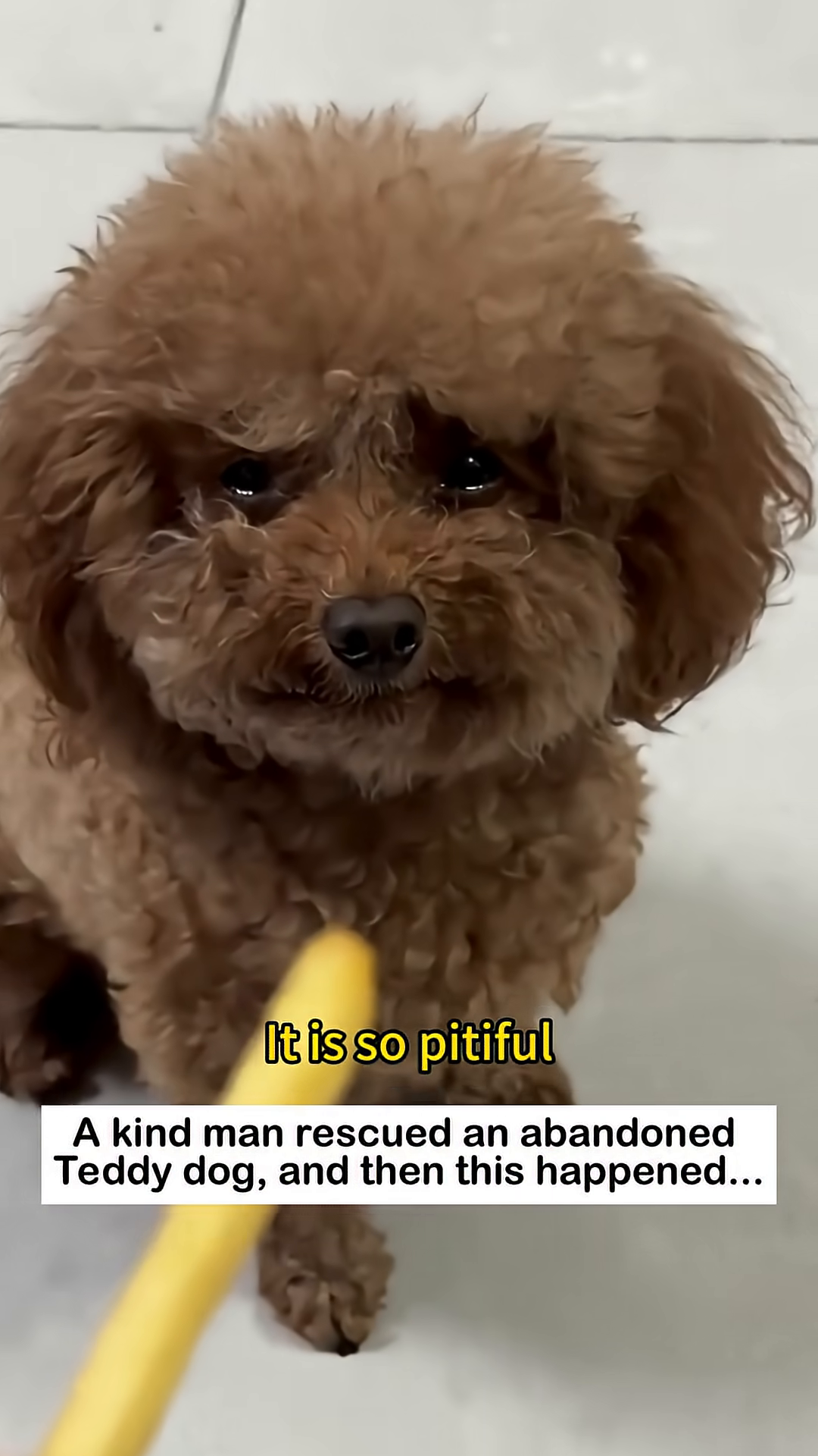 Close-up of the teddy dog's face with sad eyes and a slightly downturned mouth.