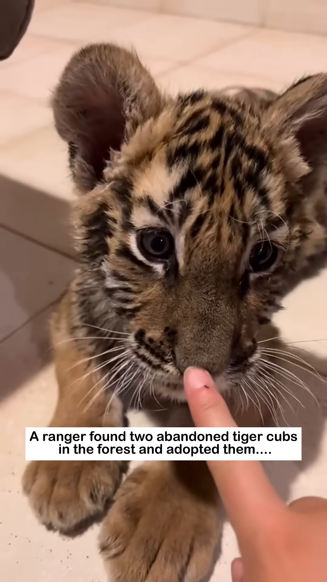 A ranger lying on a bed, with two tiger cubs snuggling close to him.