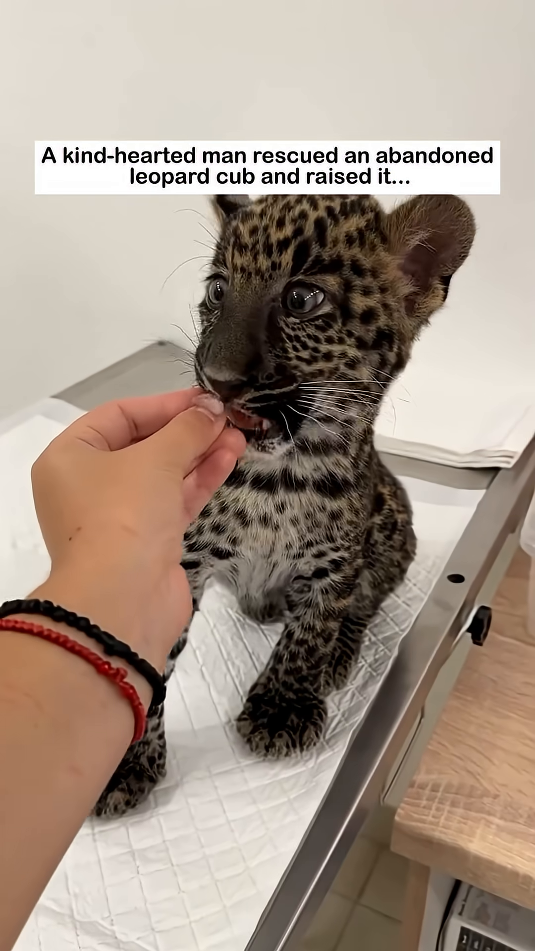 The leopard cub playfully climbs on a radiator, showcasing its energetic and 'naughty' spirit.