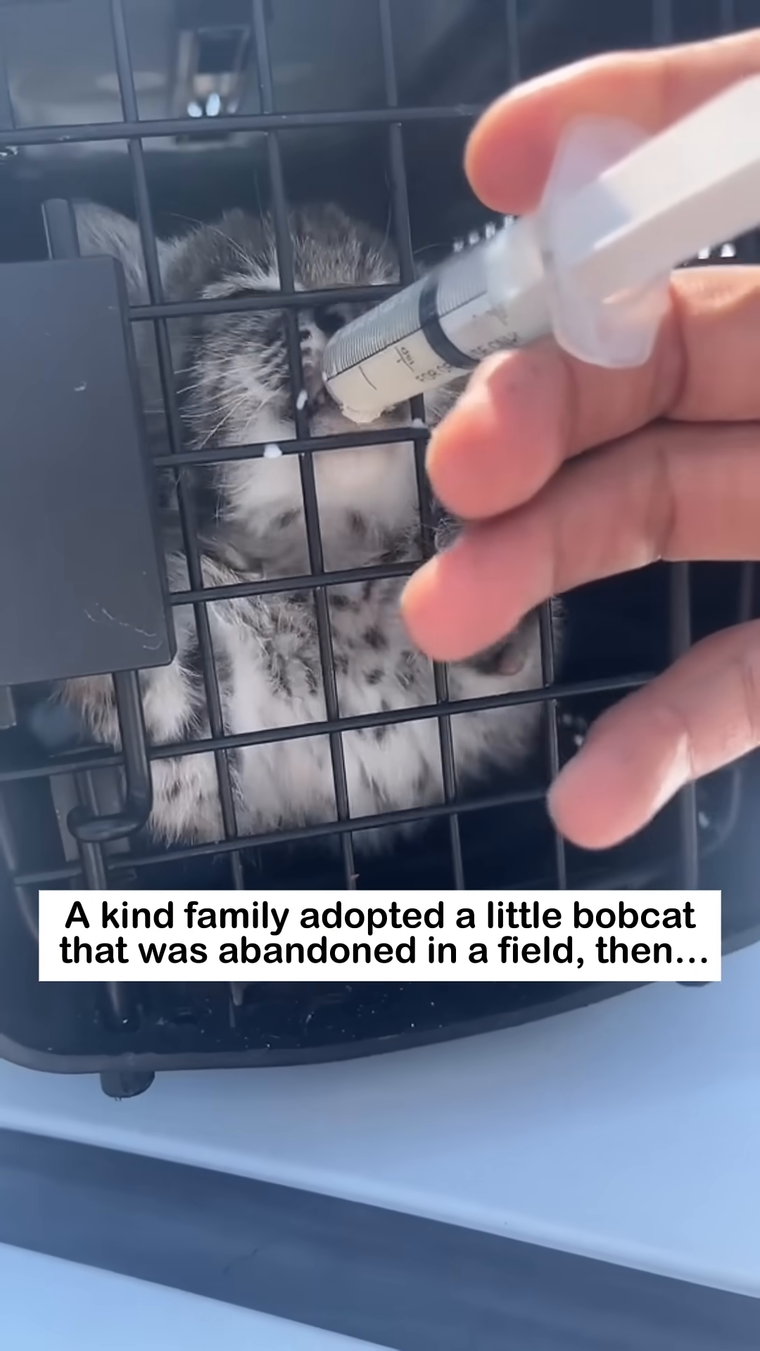 A person is feeding a tiny bobcat kitten milk from a syringe, the kitten is inside a carrier.
