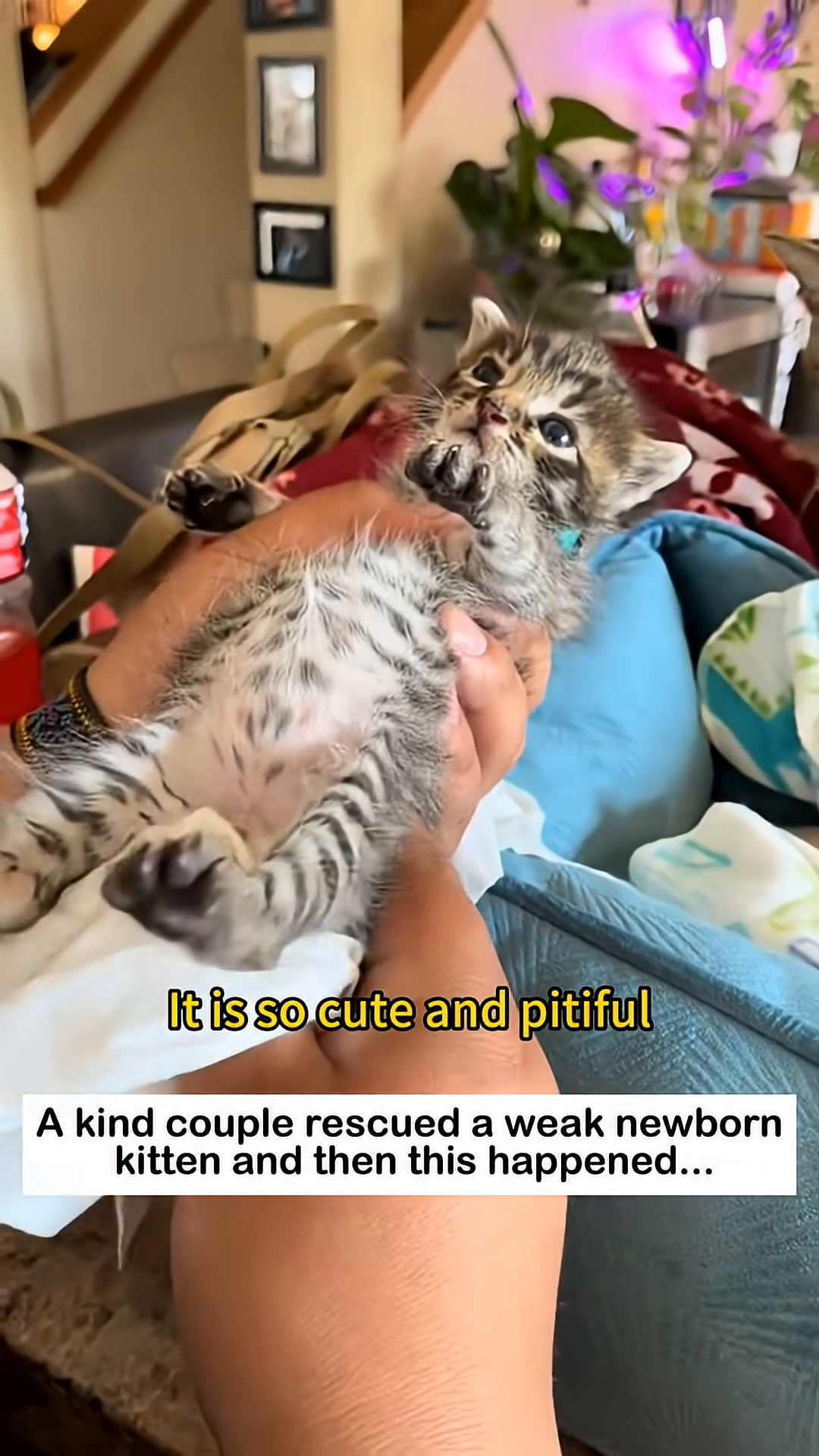 A kitten being carefully handled and looked after by a person.