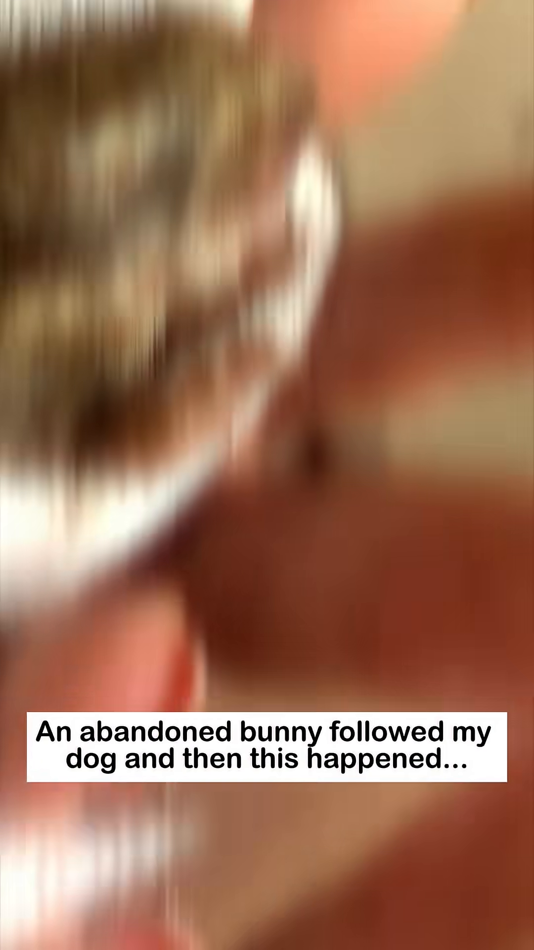 A tiny bunny is wrapped in a white towel, held gently in someone's hands.