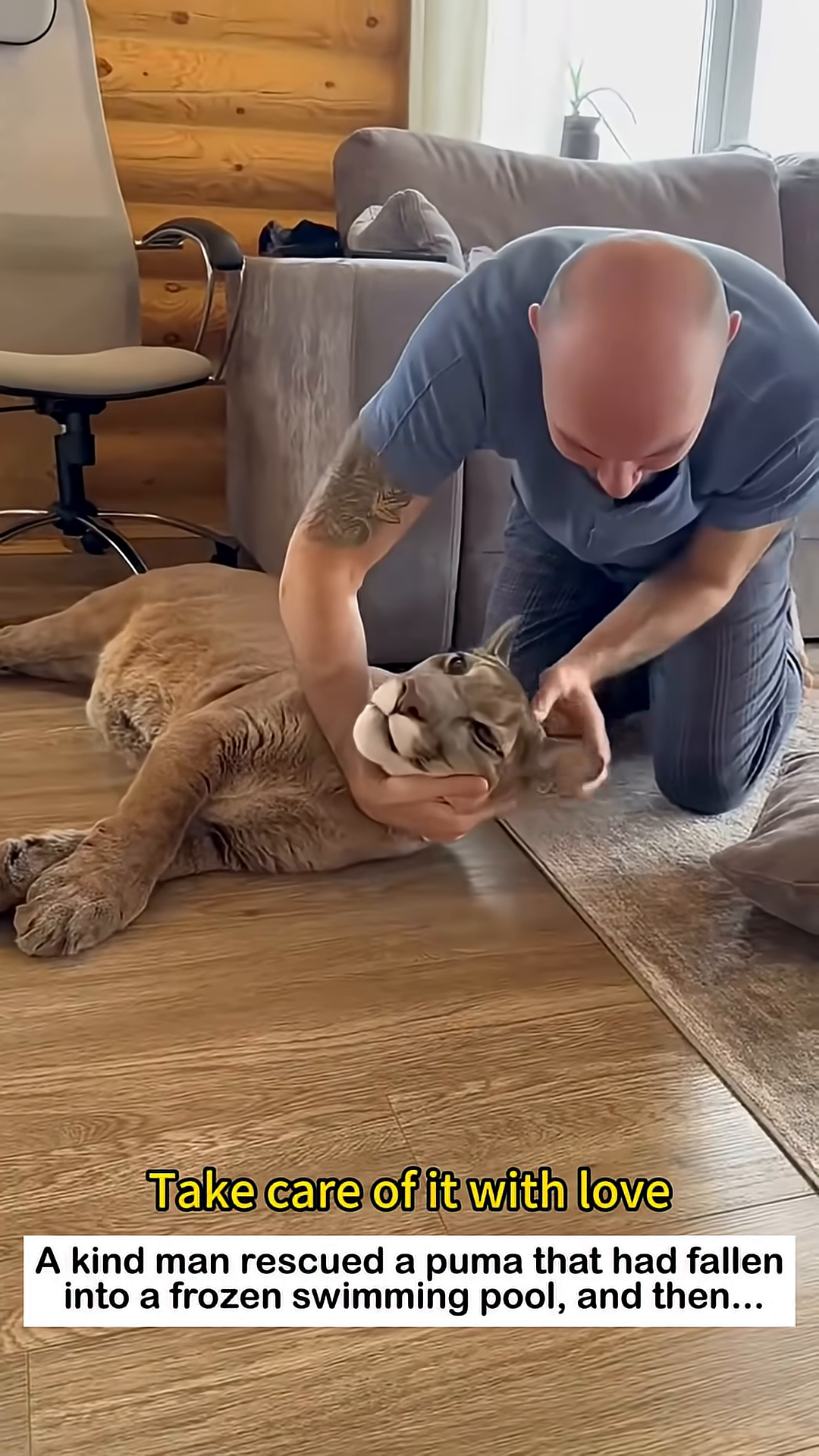 The man gently stroking the puma's head, offering comfort.
