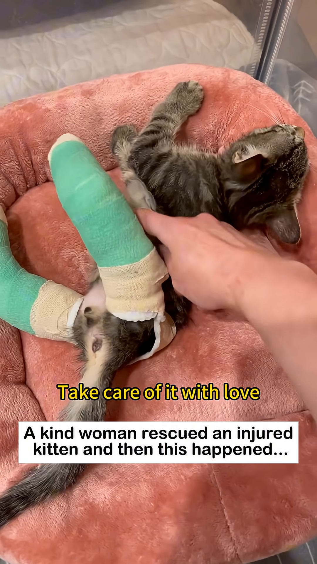 A kitten with green bandages on its legs lies in a soft bed.