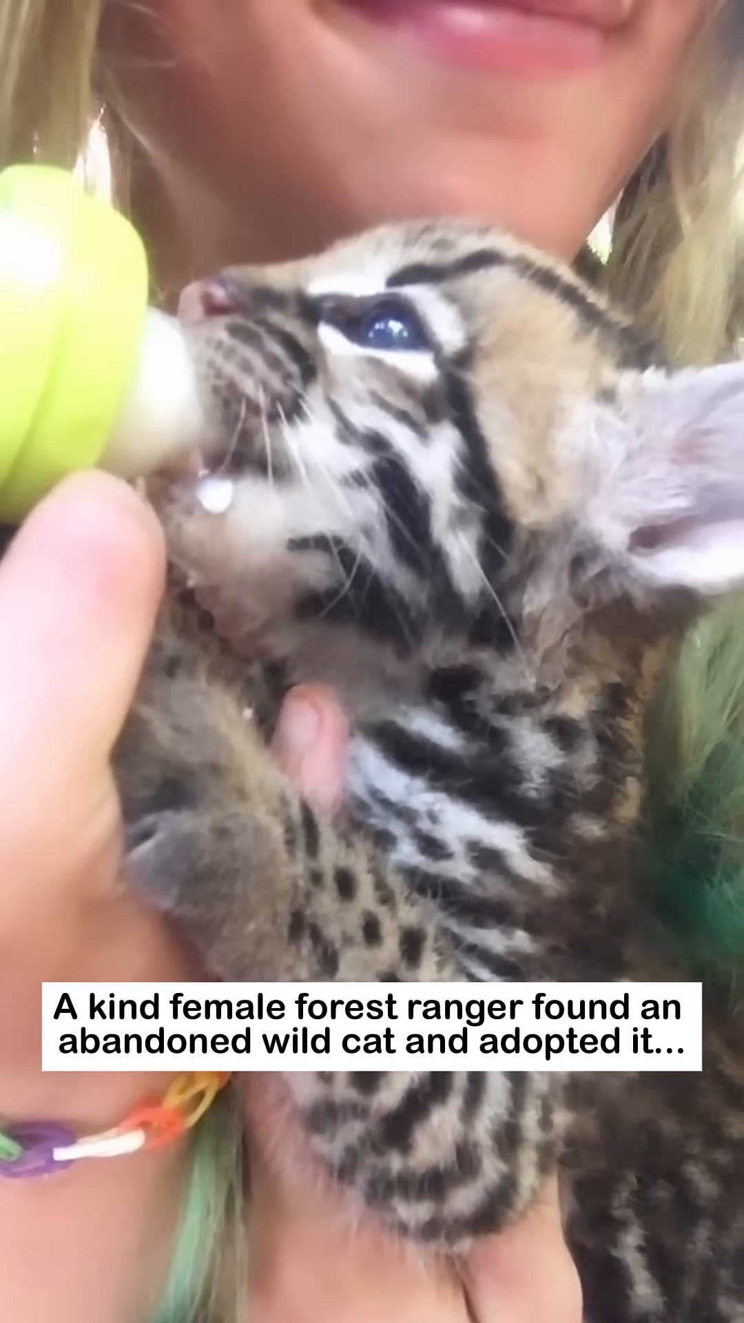 The ranger feeds the wild cat kitten with a bottle of milk.