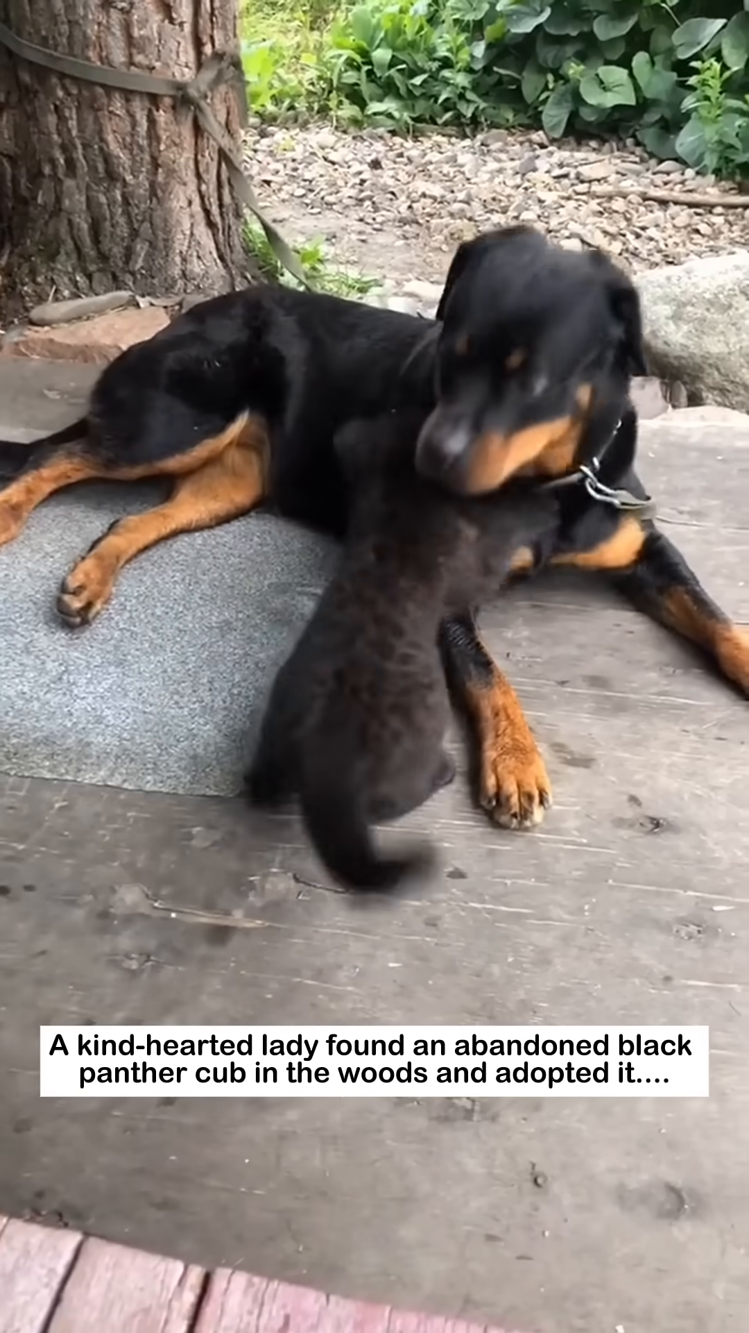 A Rottweiler dog gently nuzzles a small black panther cub.