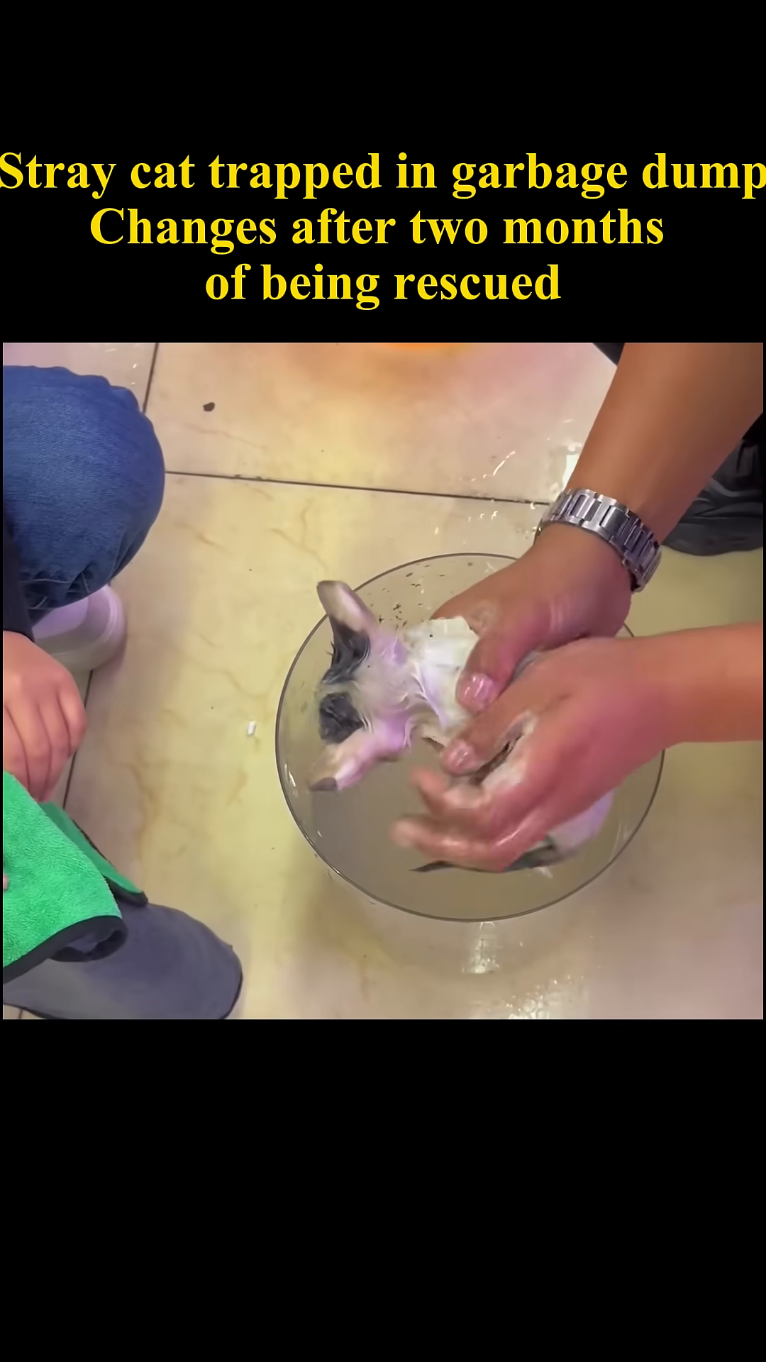 A person gently bathes the dirty kitten in a basin of water.