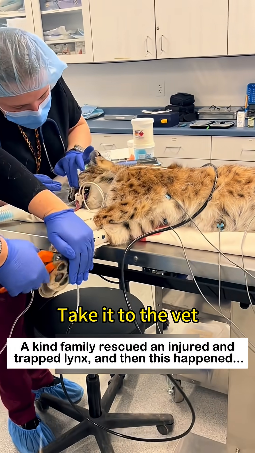A lynx is lying on an examination table at a veterinary clinic, connected to medical equipment.
