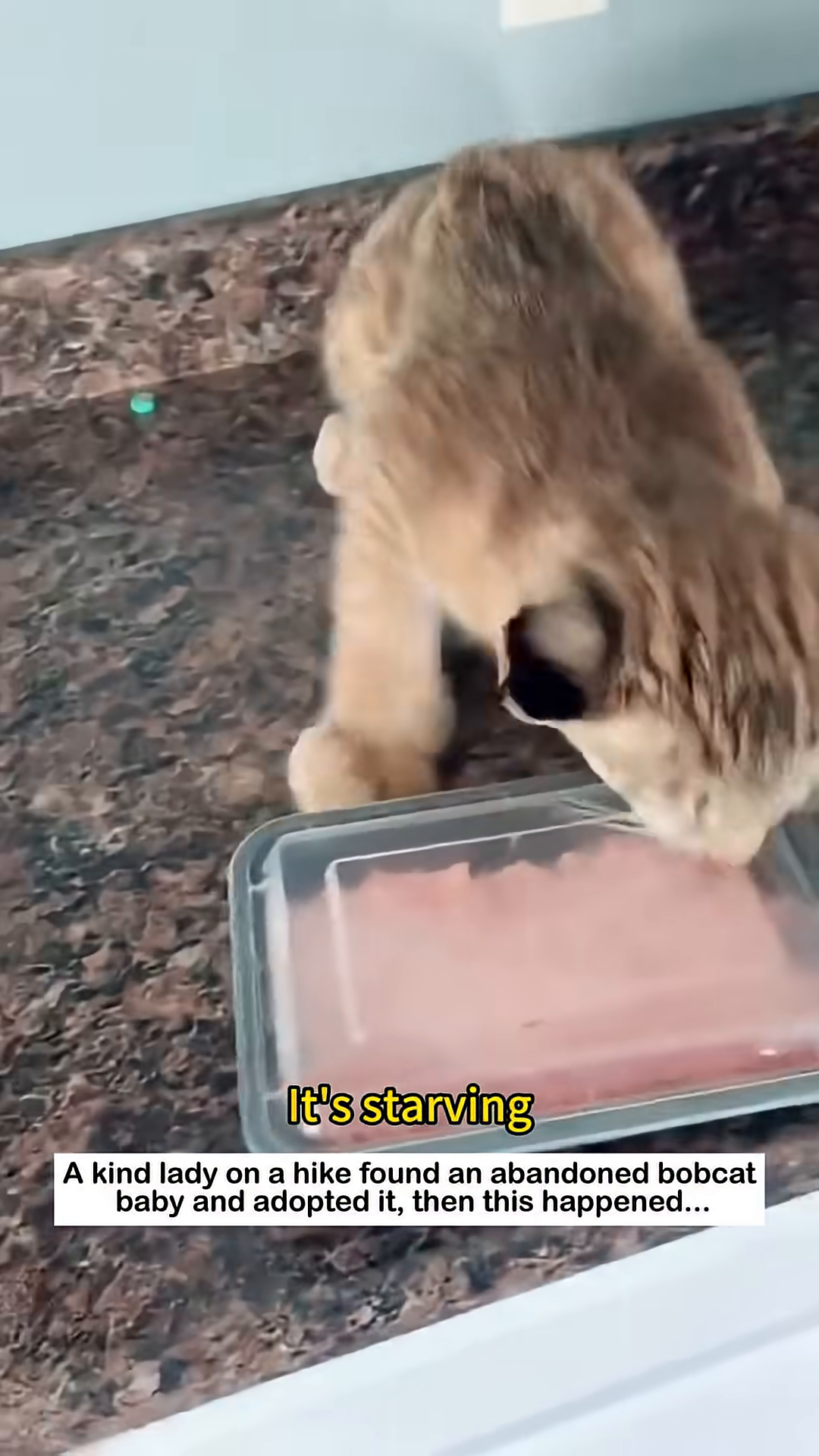 The starving bobcat kitten devours food from a container.
