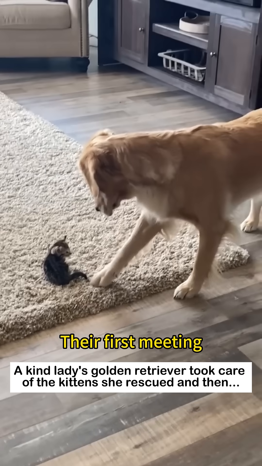 A small kitten faces a large Golden Retriever dog indoors.