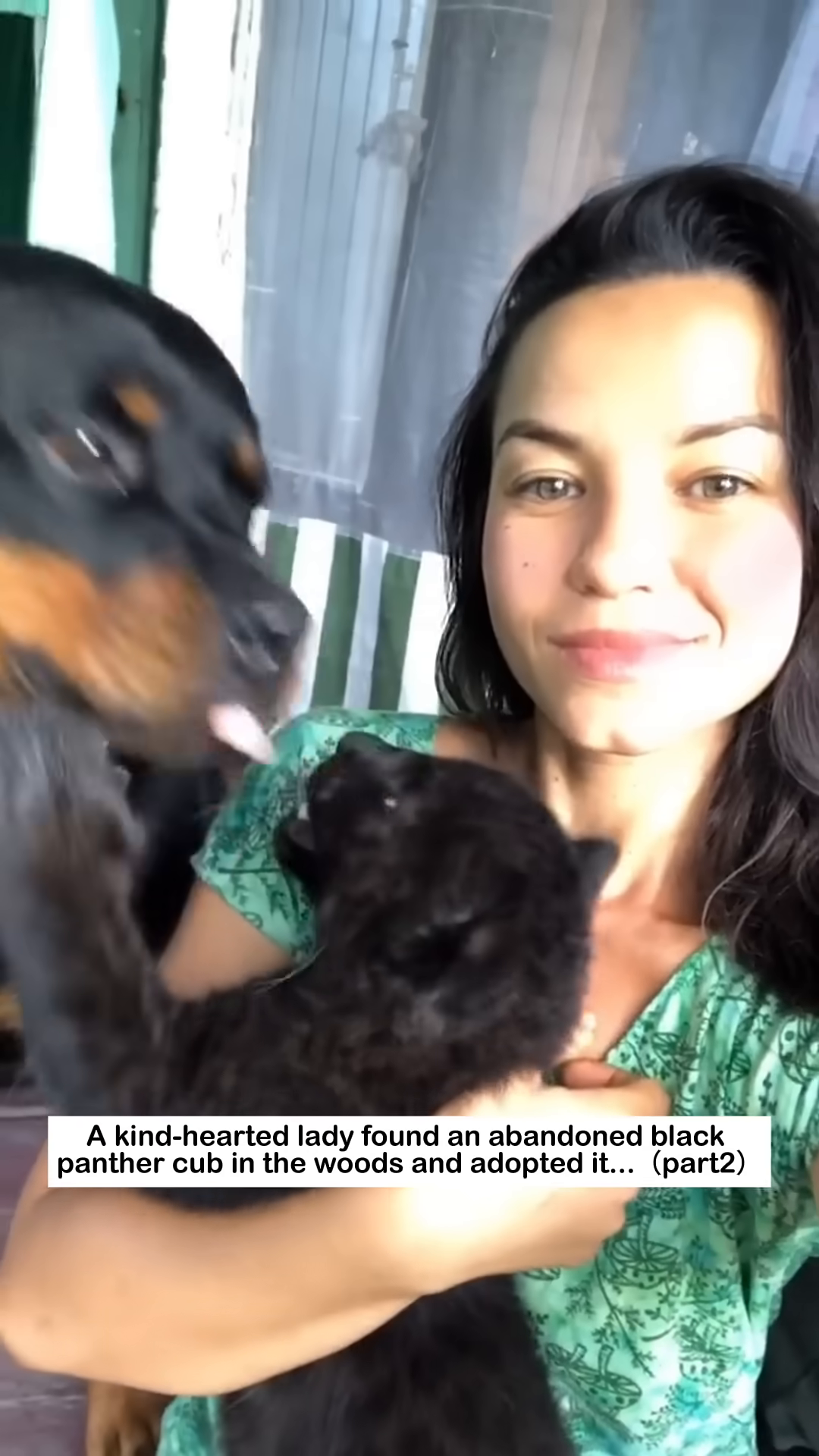 A Rottweiler gently licks the head of a young black panther.