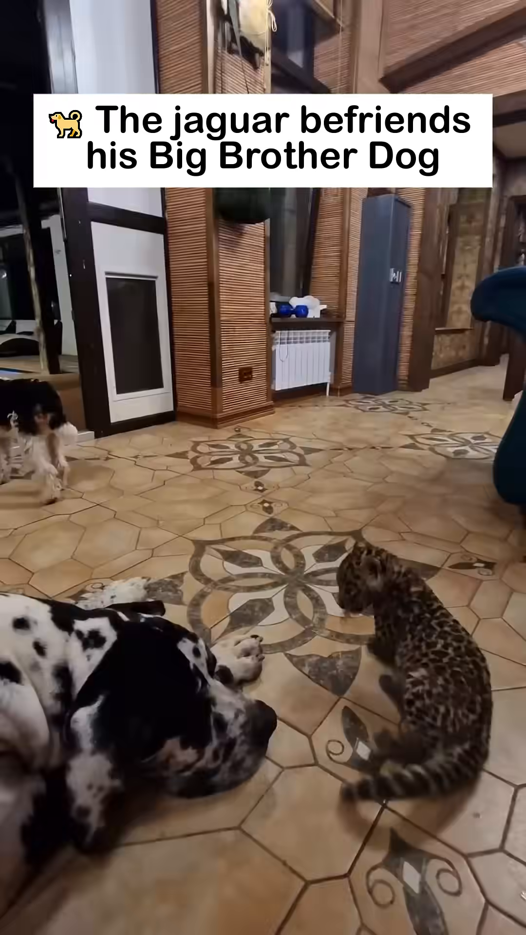 A jaguar cub interacts playfully with a Great Dane dog.