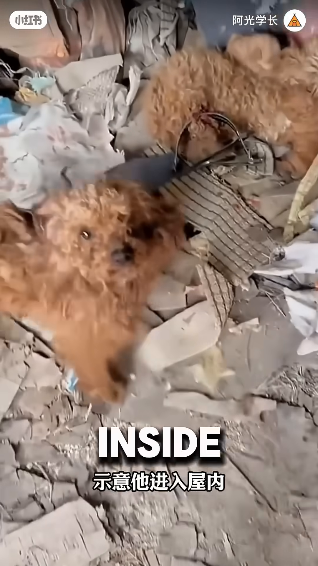 Inside a dilapidated room, a light brown dog lies on its side, appearing injured, with a small puppy nestled beside it.