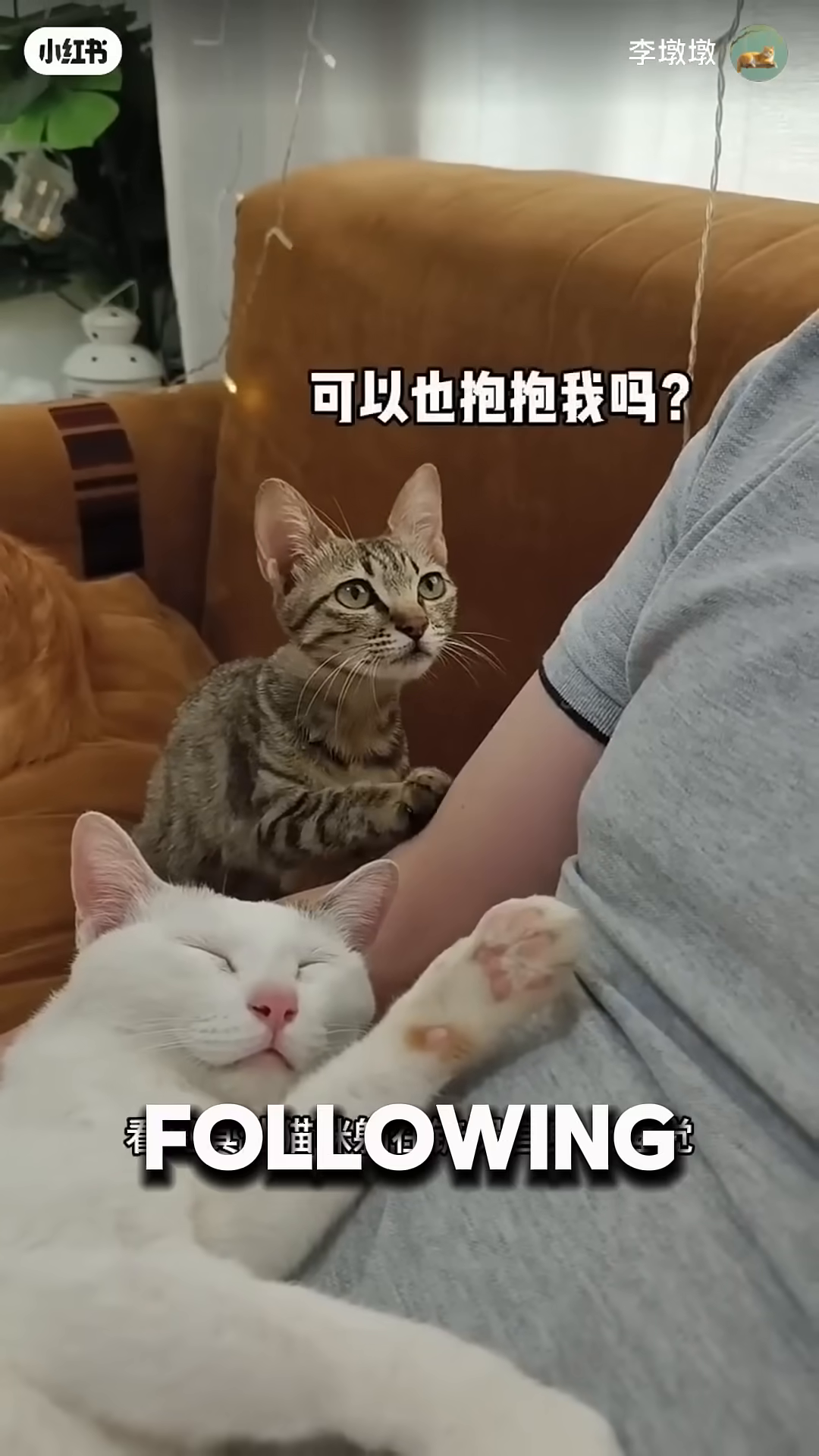 A kitten rests its head on a person's arm, looking up affectionately.