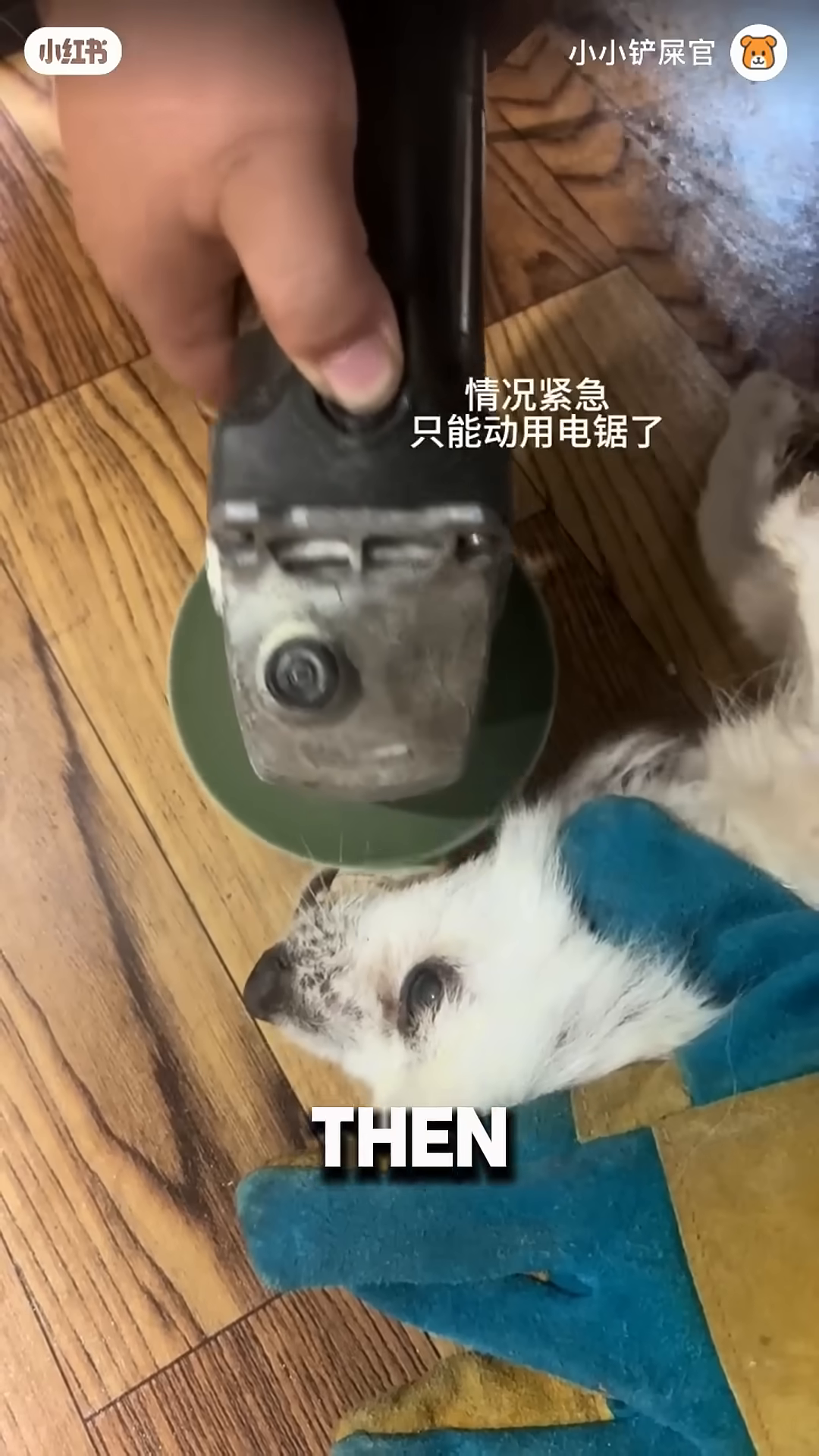 An electric grinder is being used to carefully cut a bone stuck in a dog's mouth.