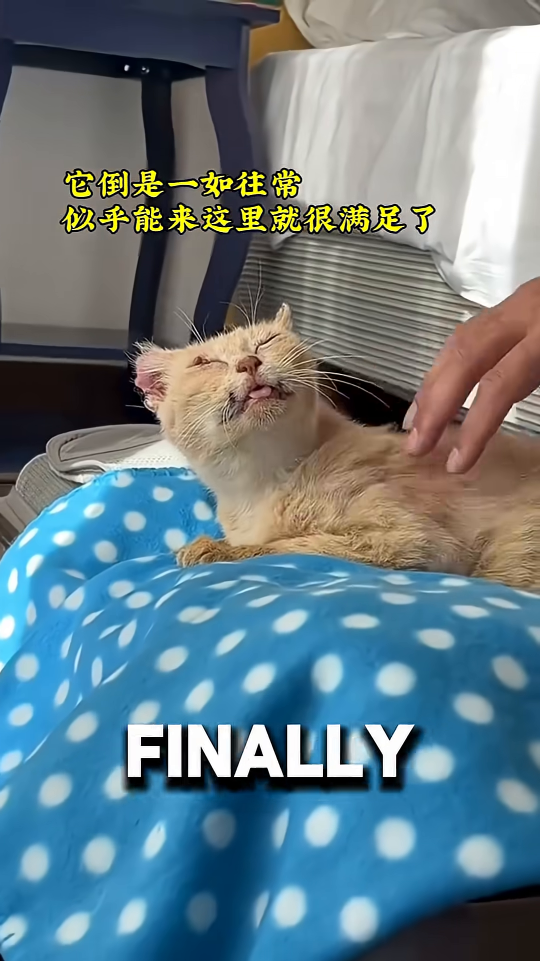 The cat, nestled in a soft blanket, looks up at his rescuer with trusting eyes.
