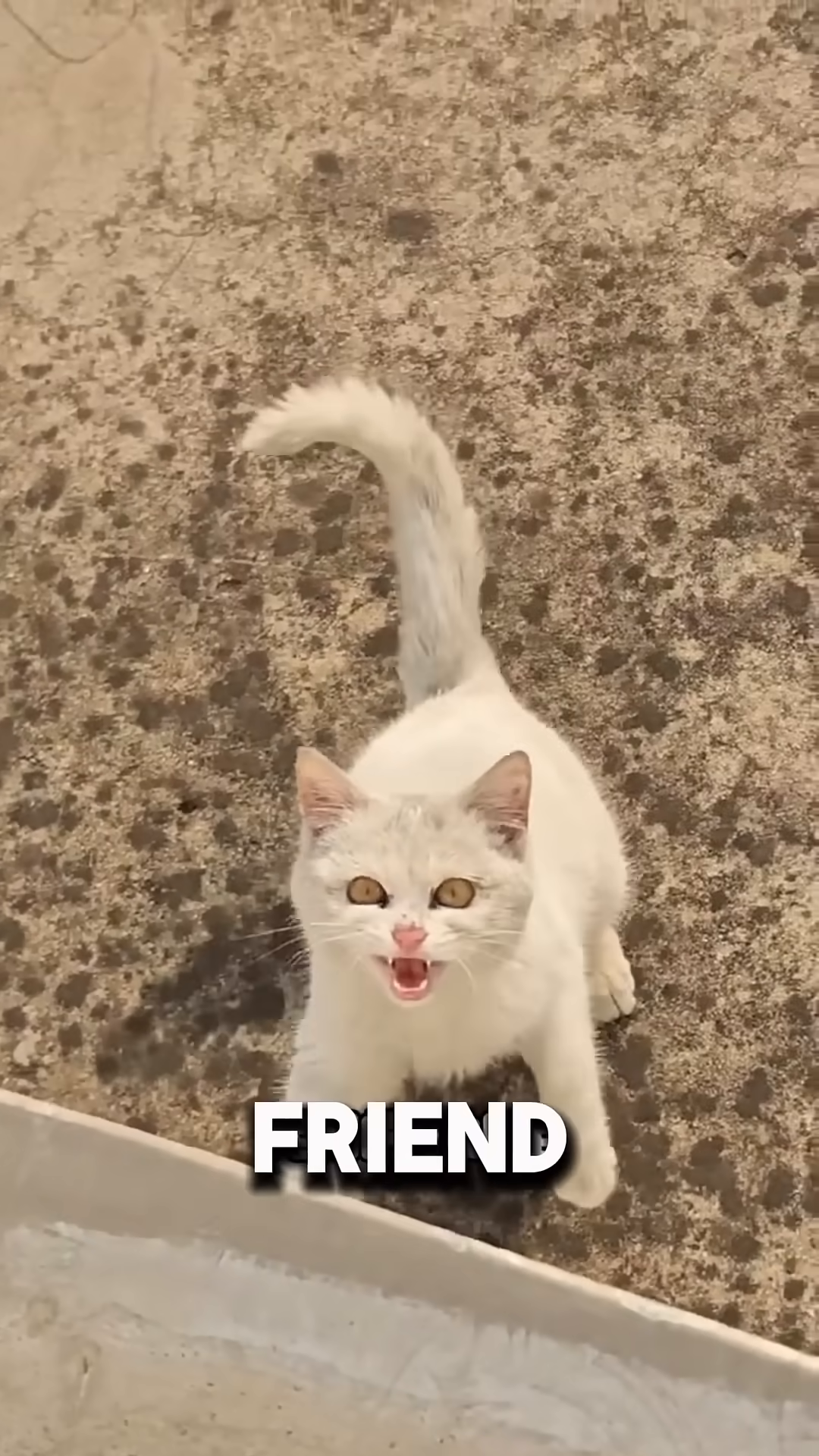 A white kitten is being bathed with a hose on a wooden platform inside a sink.