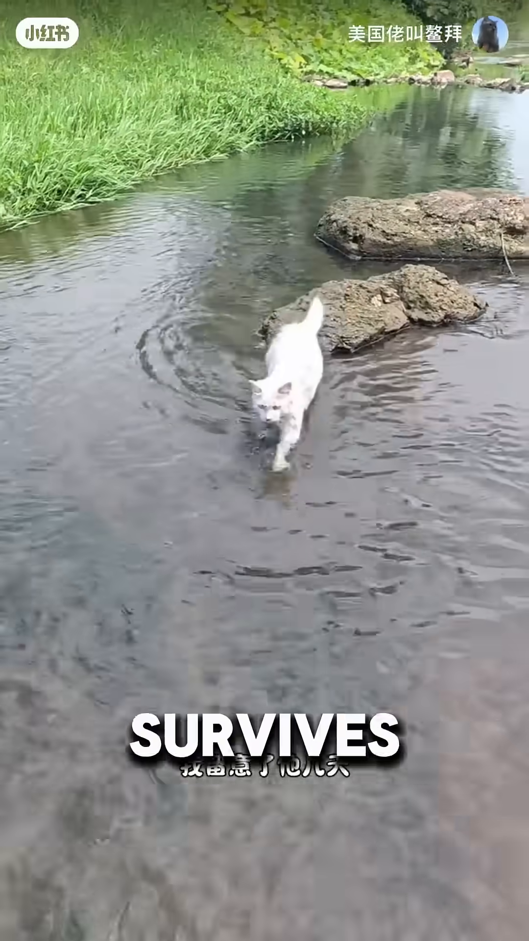 A white cat is swimming in a narrow concrete channel.