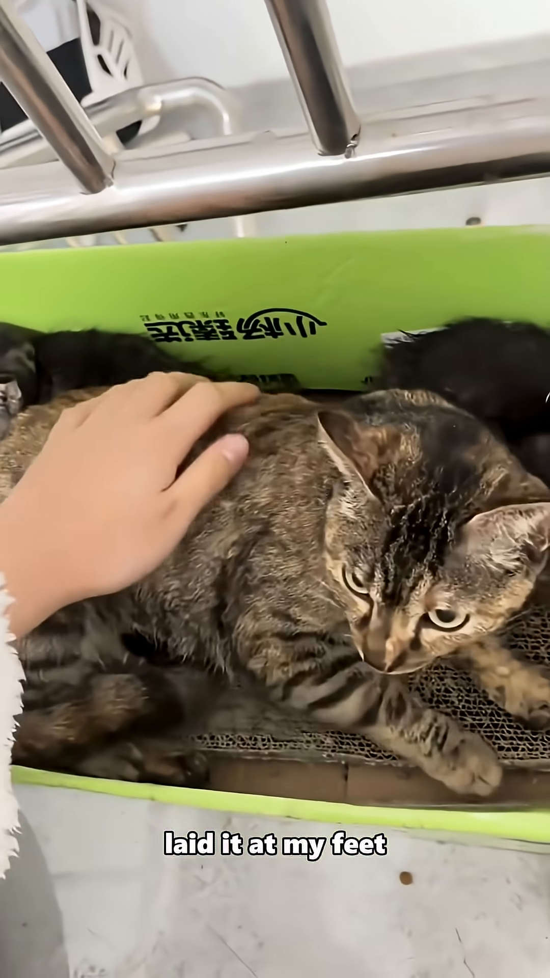 A mother cat looking intently at the camera, conveying a sense of vulnerability.