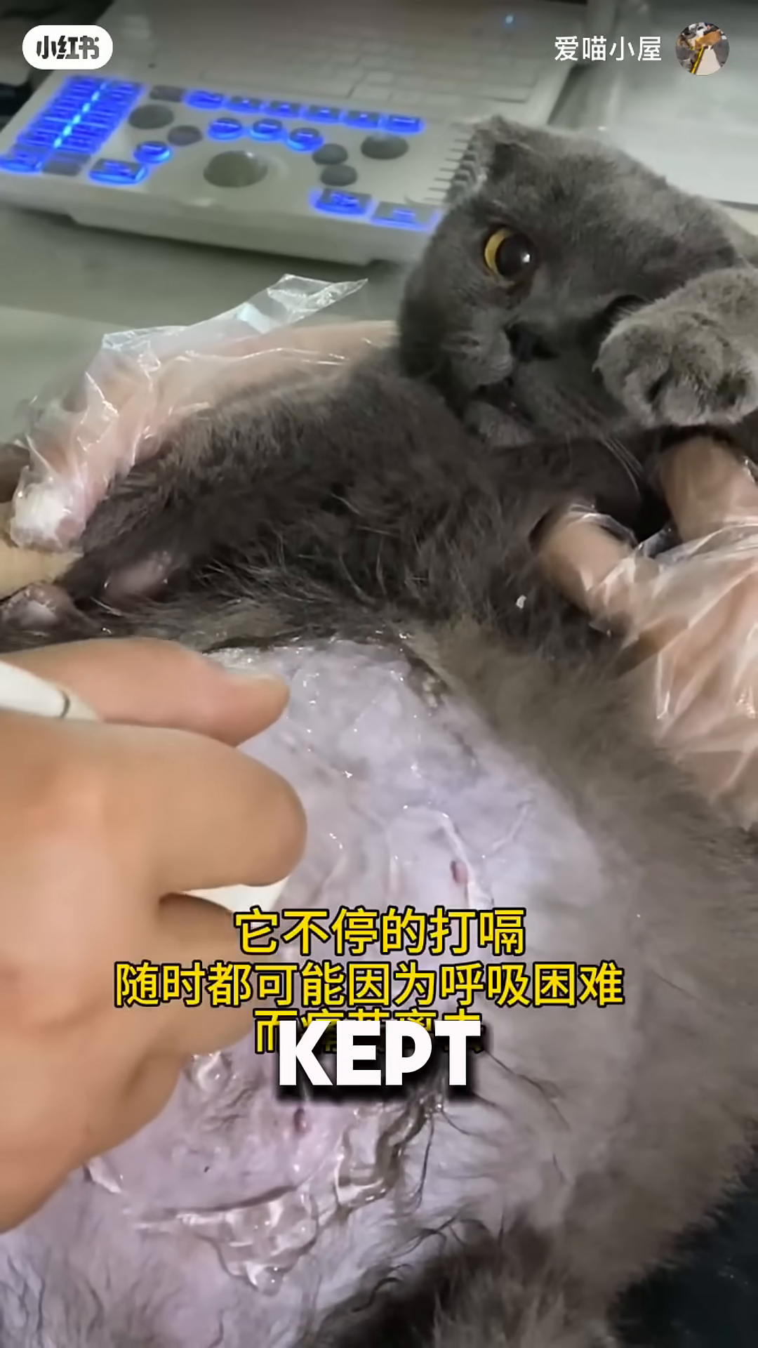 A veterinarian performs an ultrasound on the cat's swollen abdomen.
