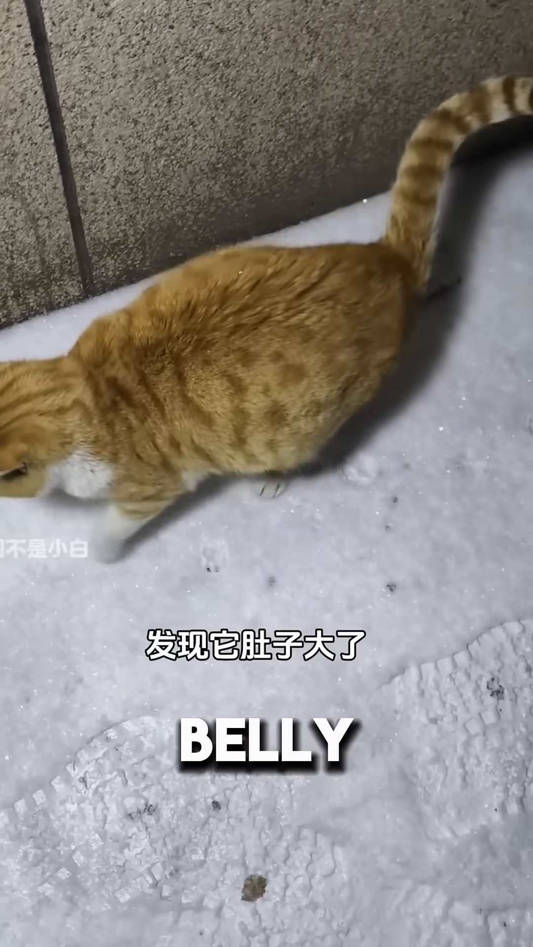 The cat's swollen belly is visible as he lies down.