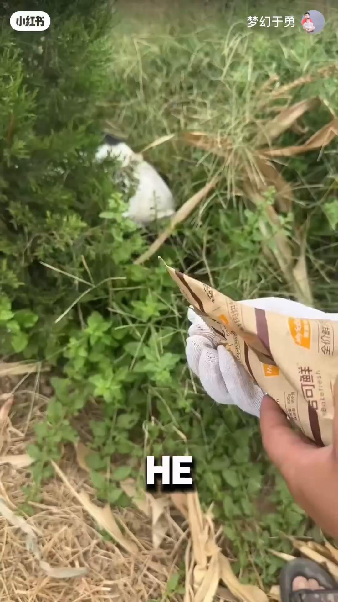 A hand wearing a white glove offers food to a dog lying in the grass.