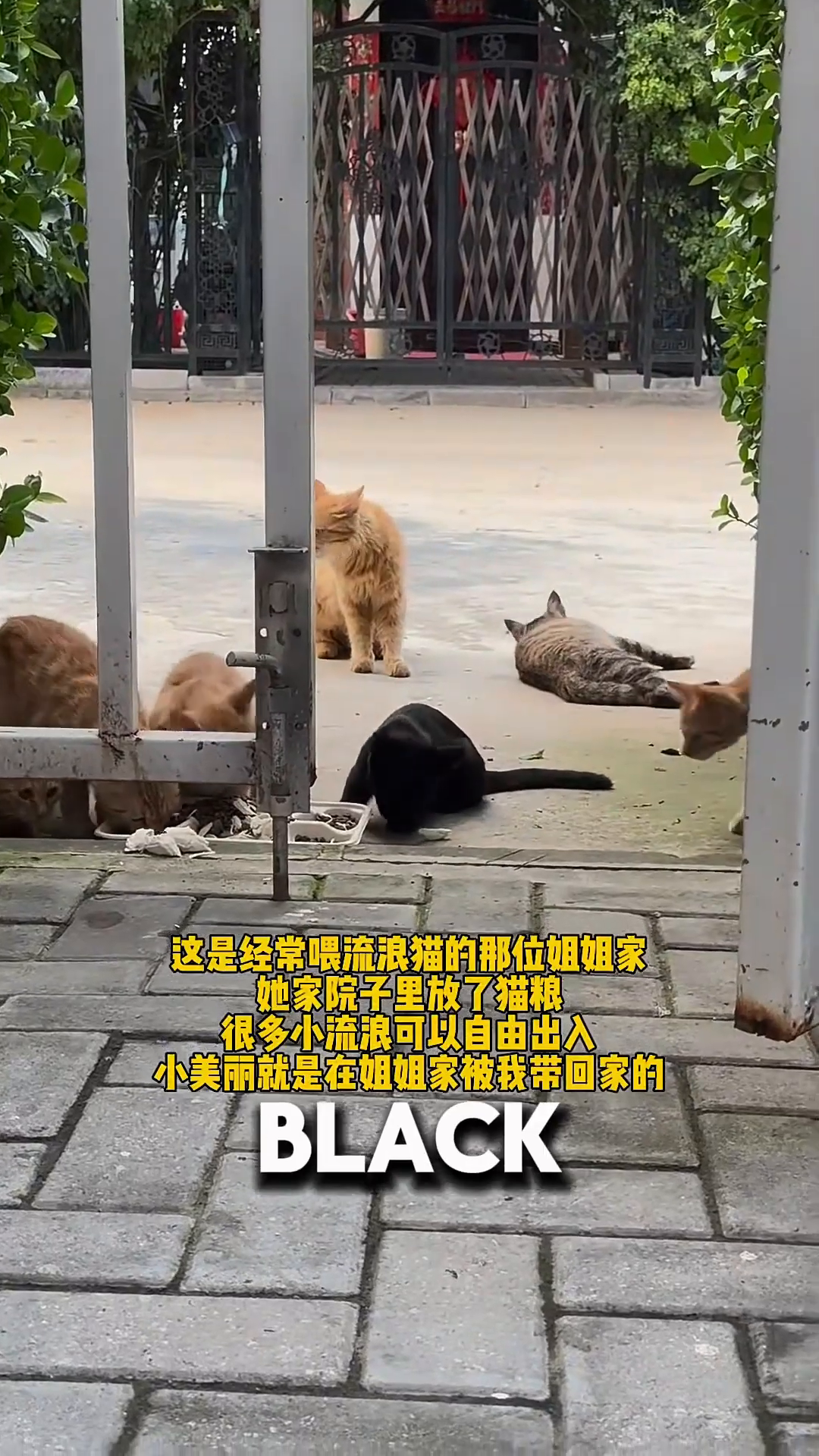 Several cats, including a black cat and orange cats, are gathered near a feeding area.