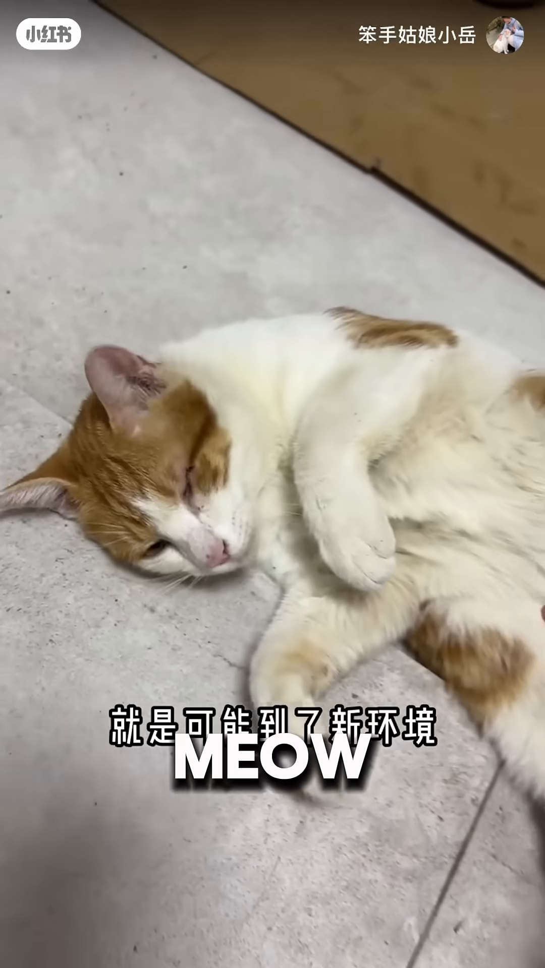 Mr. Toast lies on his back, being petted by a woman.
