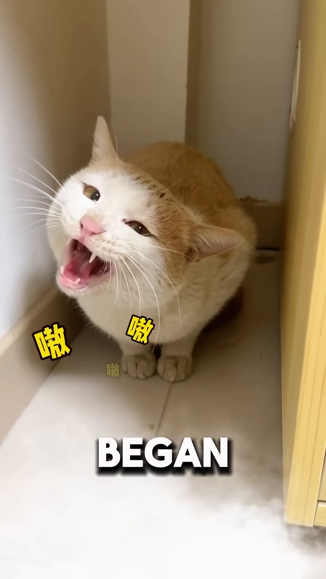 A ginger and white cat is sitting in a litter box, meowing loudly with its mouth wide open.
