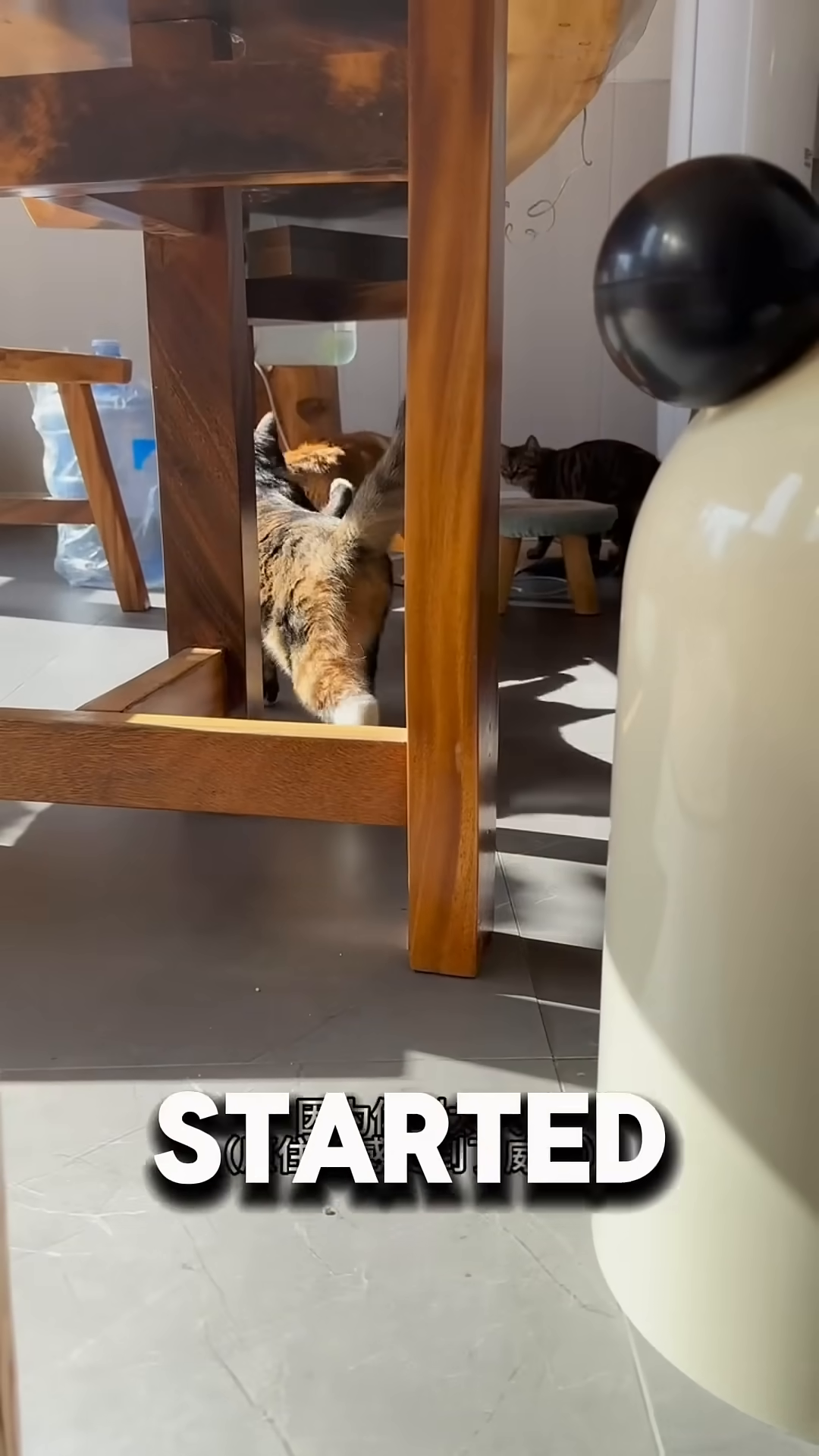 An orange and white cat sits on a scratching pad, looking downcast, while a calico cat looks at him.