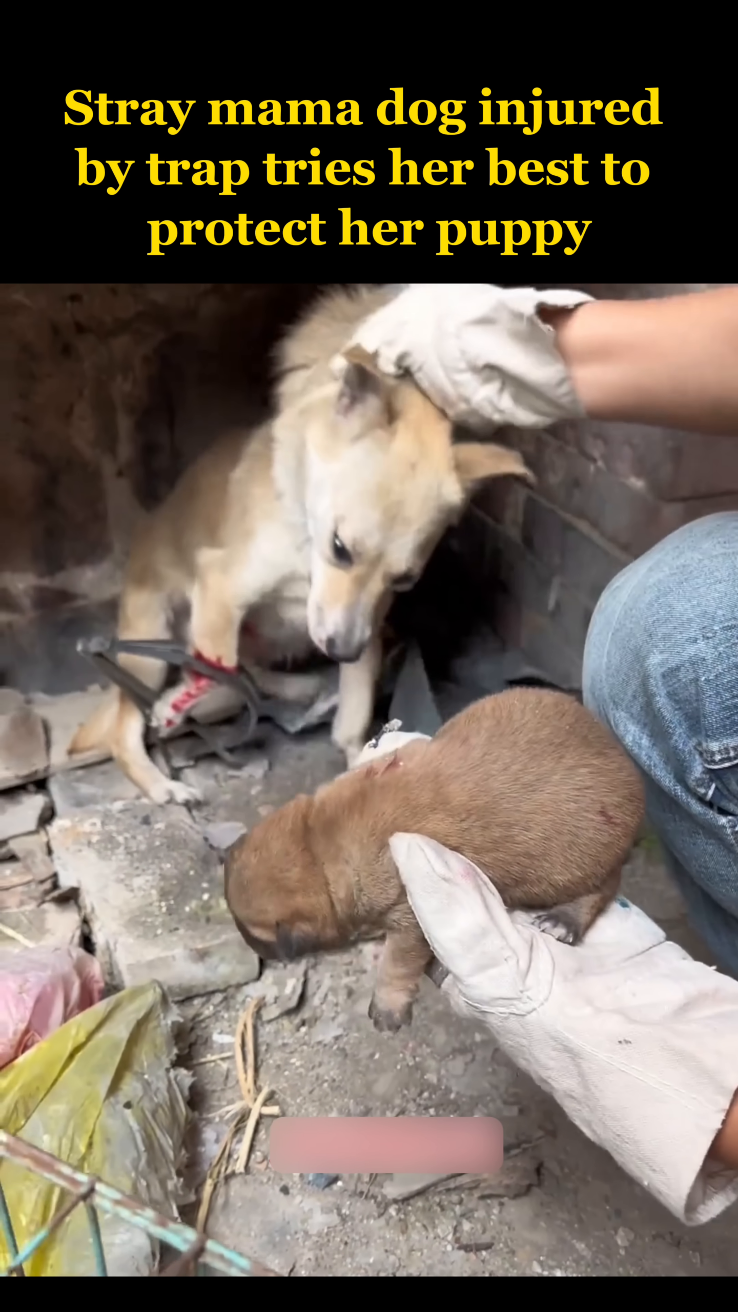 The mama dog and her puppy are being carefully carried to safety by rescuers.