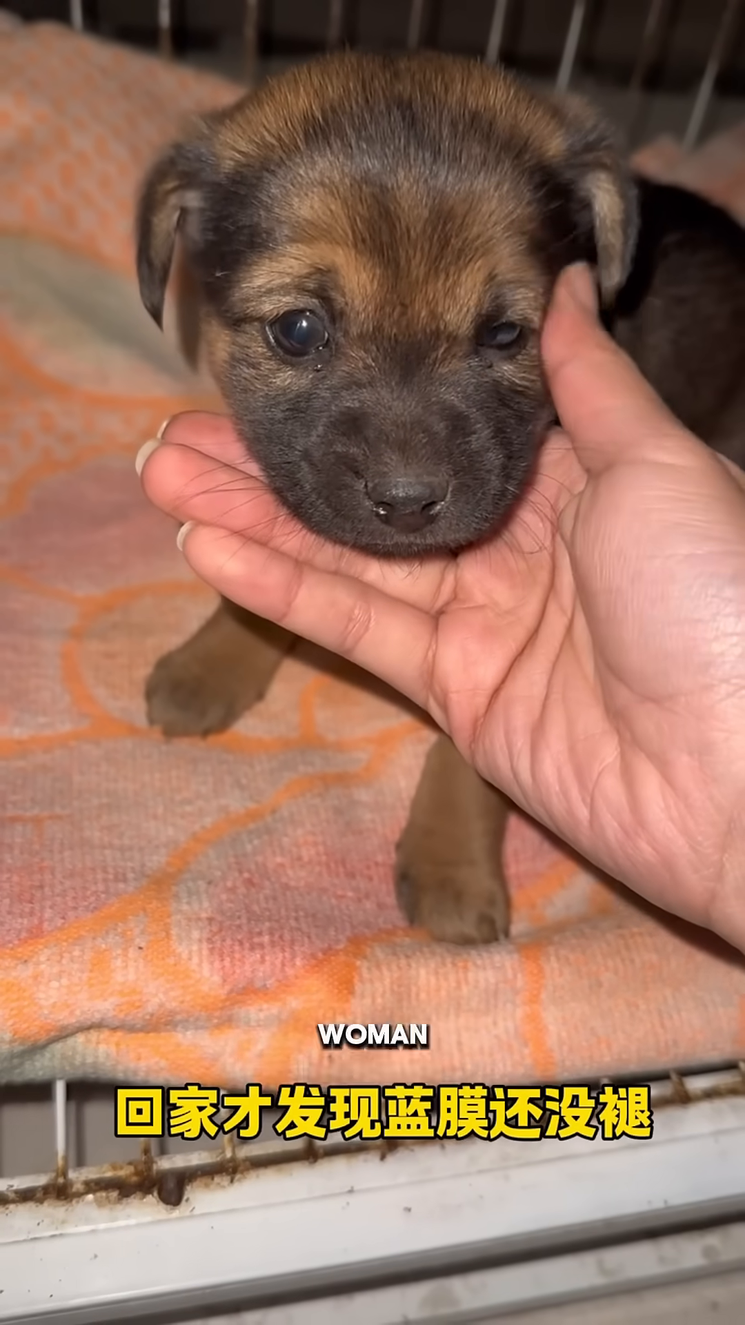 The puppy relaxing slightly as a hand gently strokes its fur.